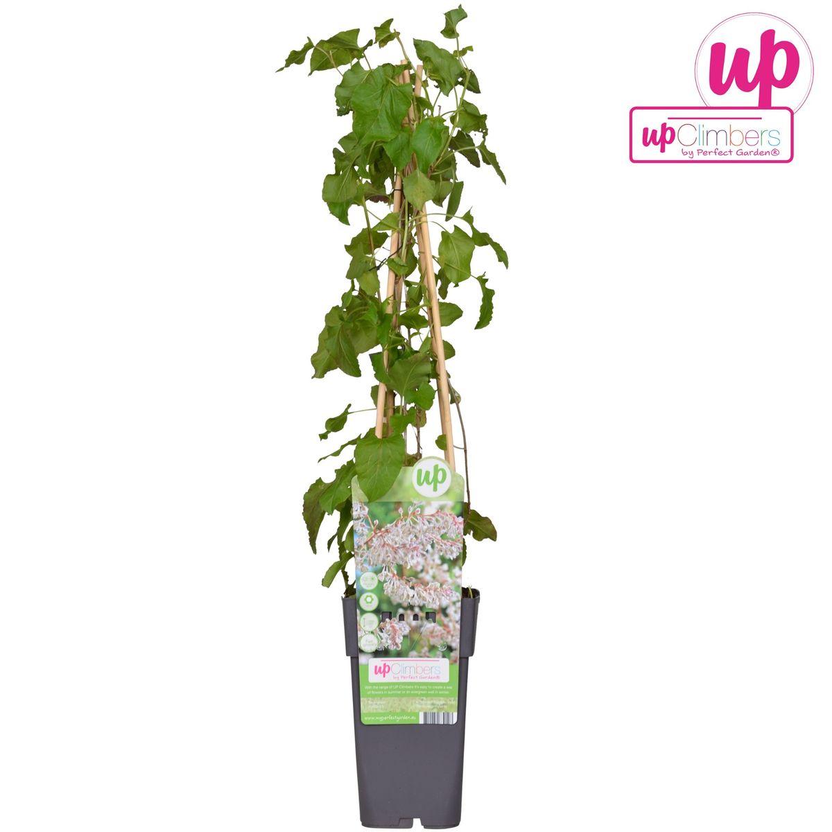 Fallopia baldschuanica - Bruidsluier