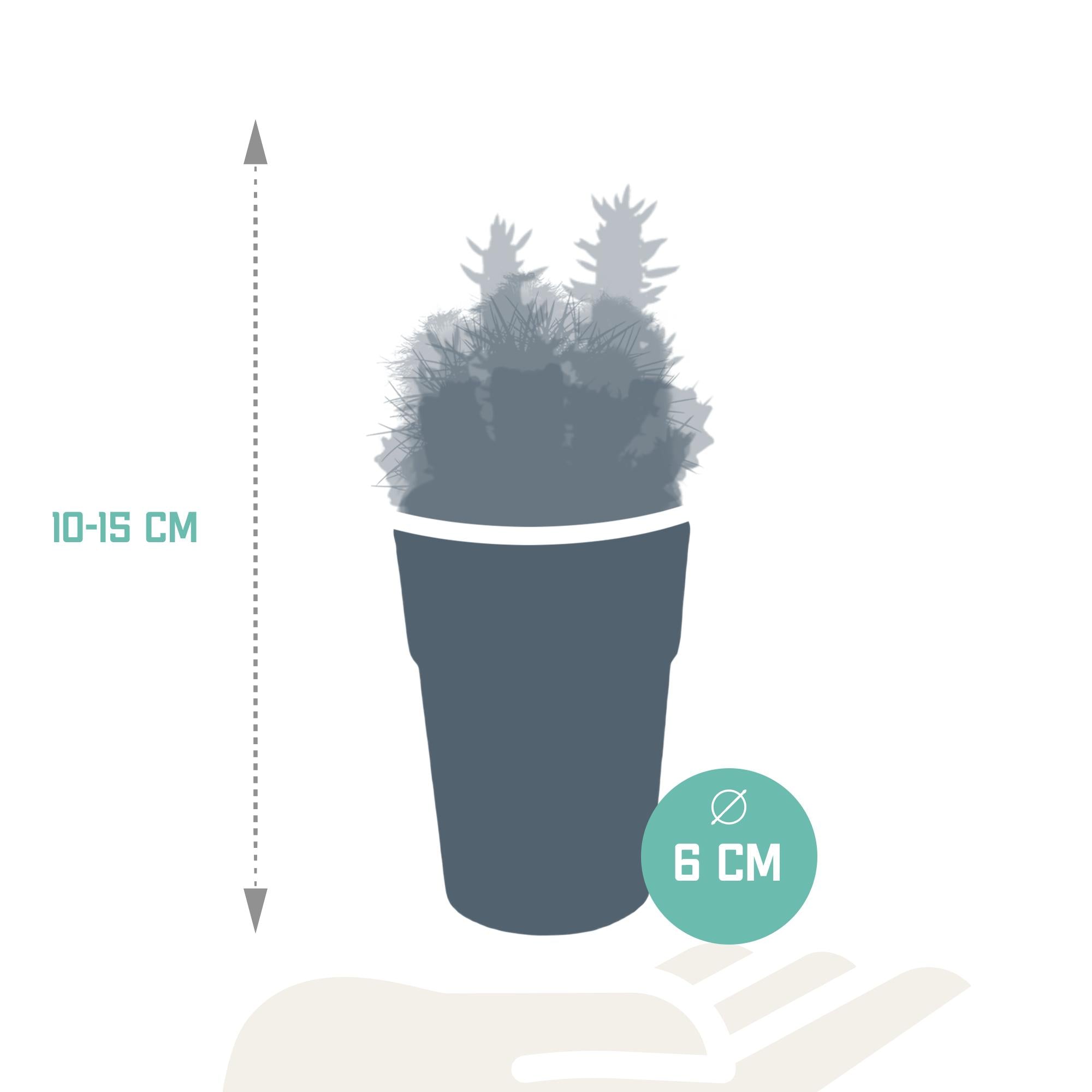 Cactusmix 5,5 cm - 5x - in kunststof pot