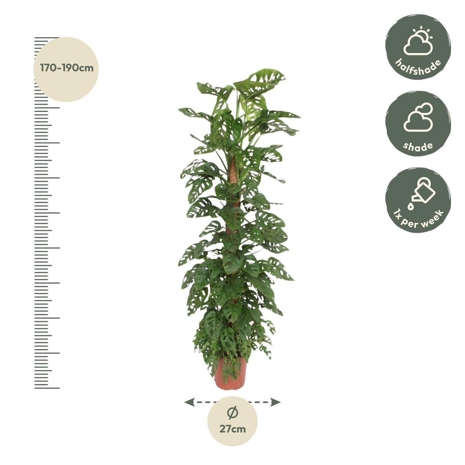 Monstera Monkey Leaf-mosstok - 180 cm - ø27
