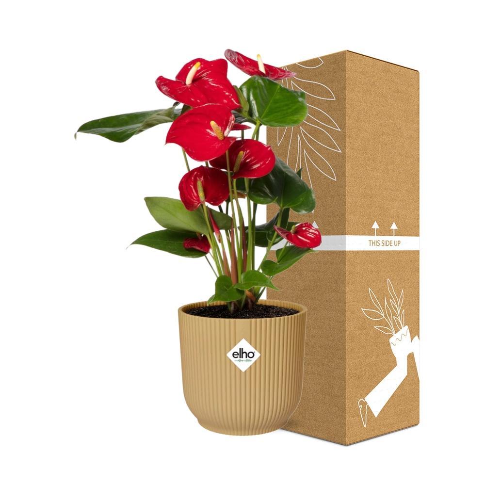 Anthurium Rood 12cm in ELHO Vibes Fold 14cm geel