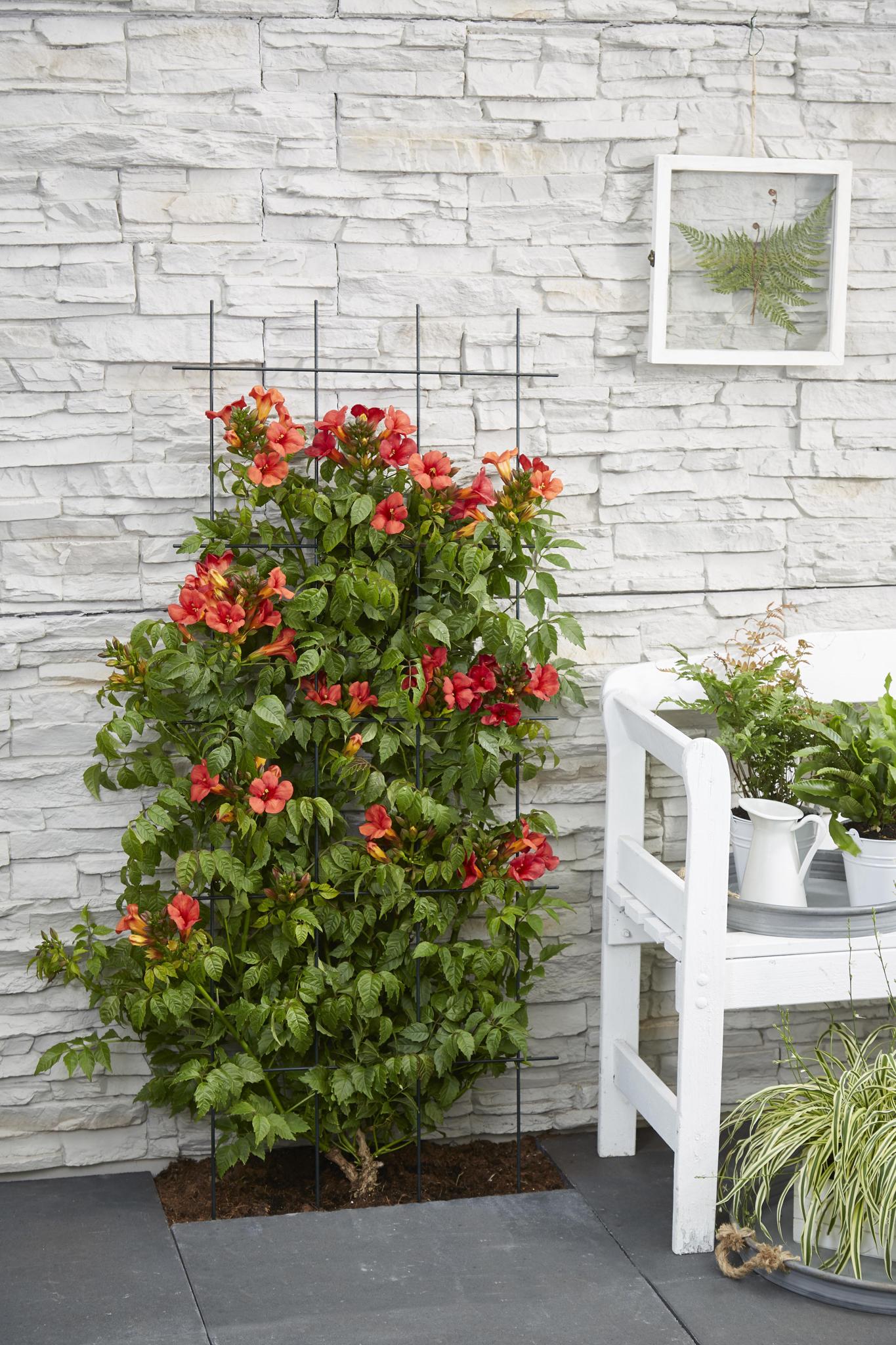2x - Campsis Summer Jazz 'Vuurtrompet' - ?65cm - Ø15