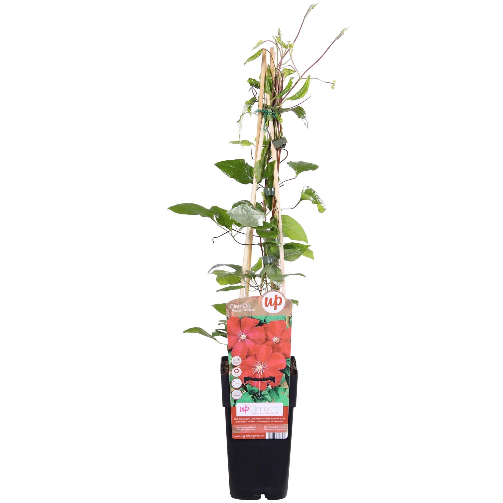 Clematis Rouge Cardinal - Clematis Rood