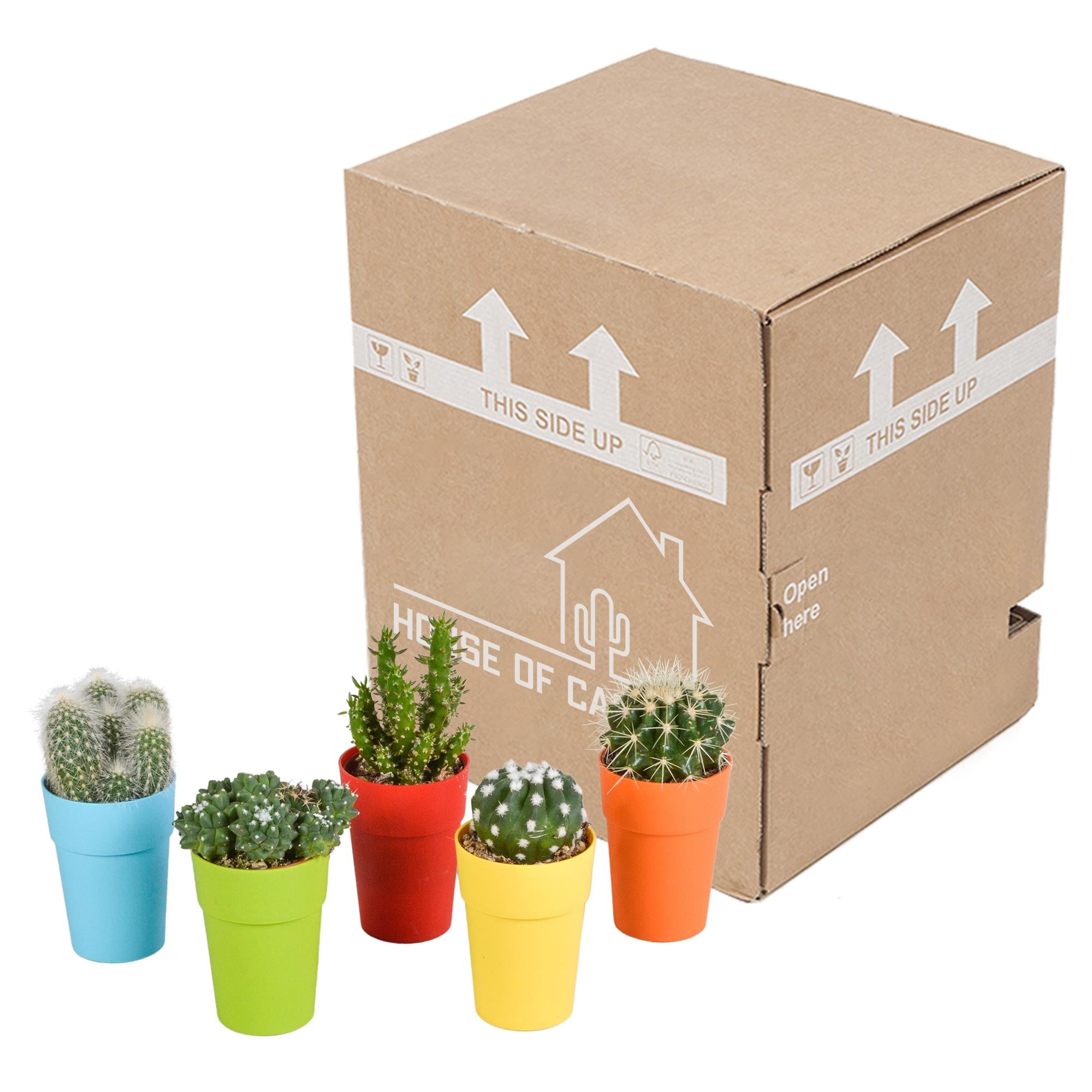 Cactusmix 5,5 cm - 5x - in kunststof pot