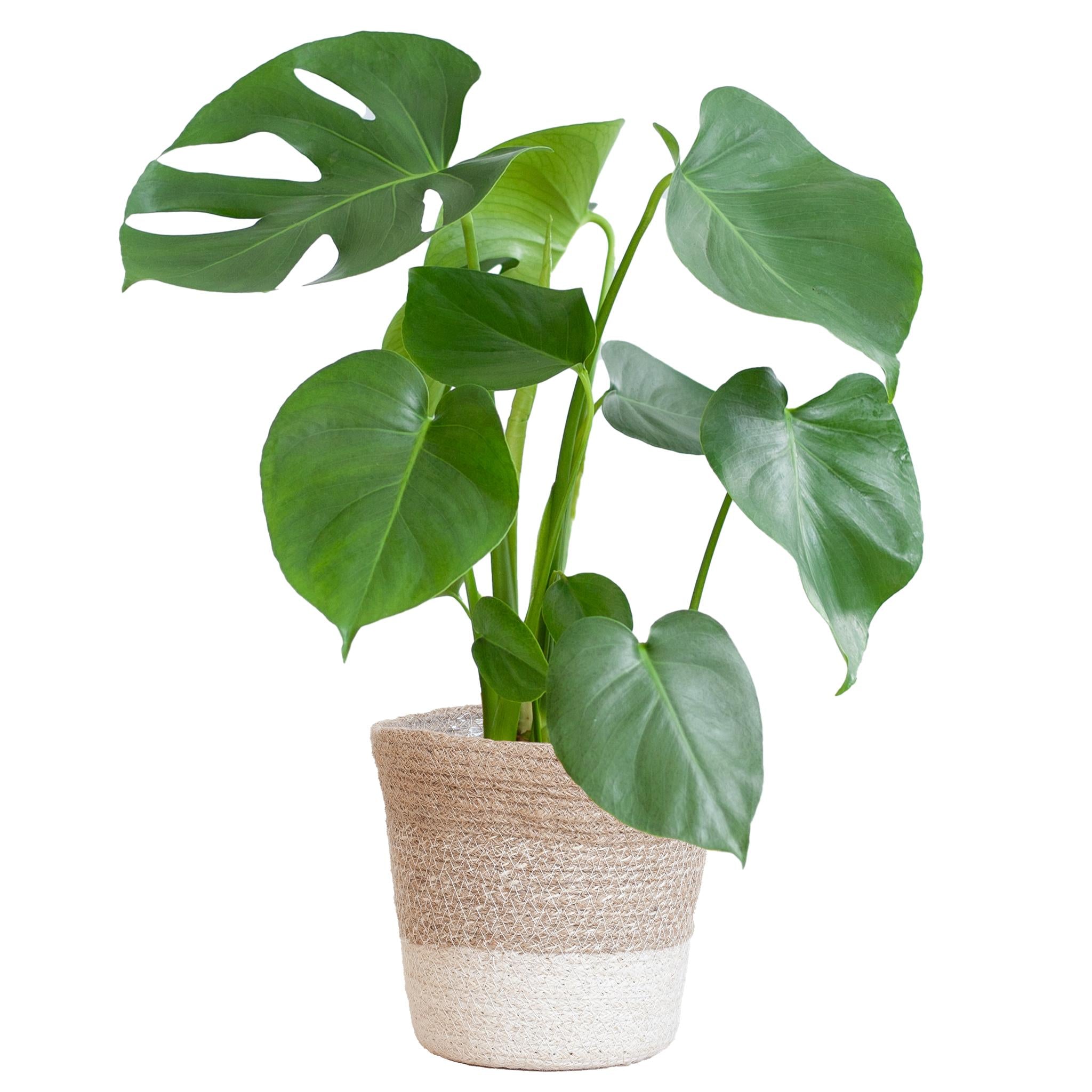 Monstera Deliciosa met Lissabon mand wit - 50cm - Ø17