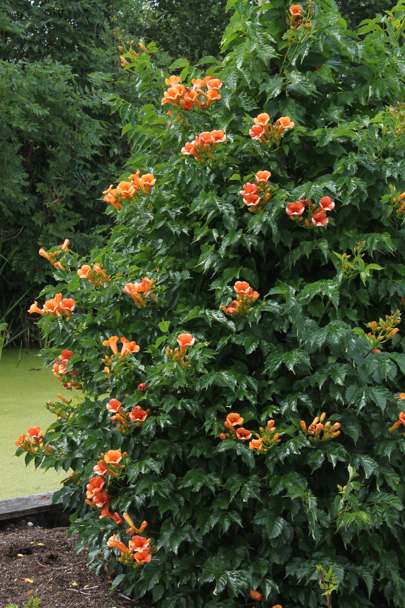 Campsis Indian Summer - Trompetbloem Oranje - Ø15 - ?65cm