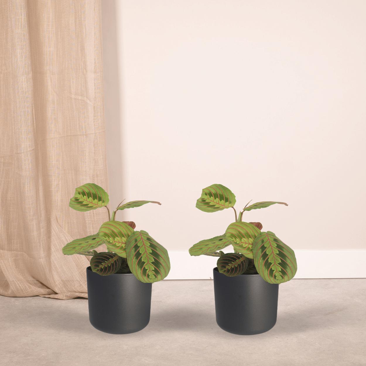 Maranta Tovenaar (Pijlwortel) - 2 stuks - Ø12cm - ↕20cm
