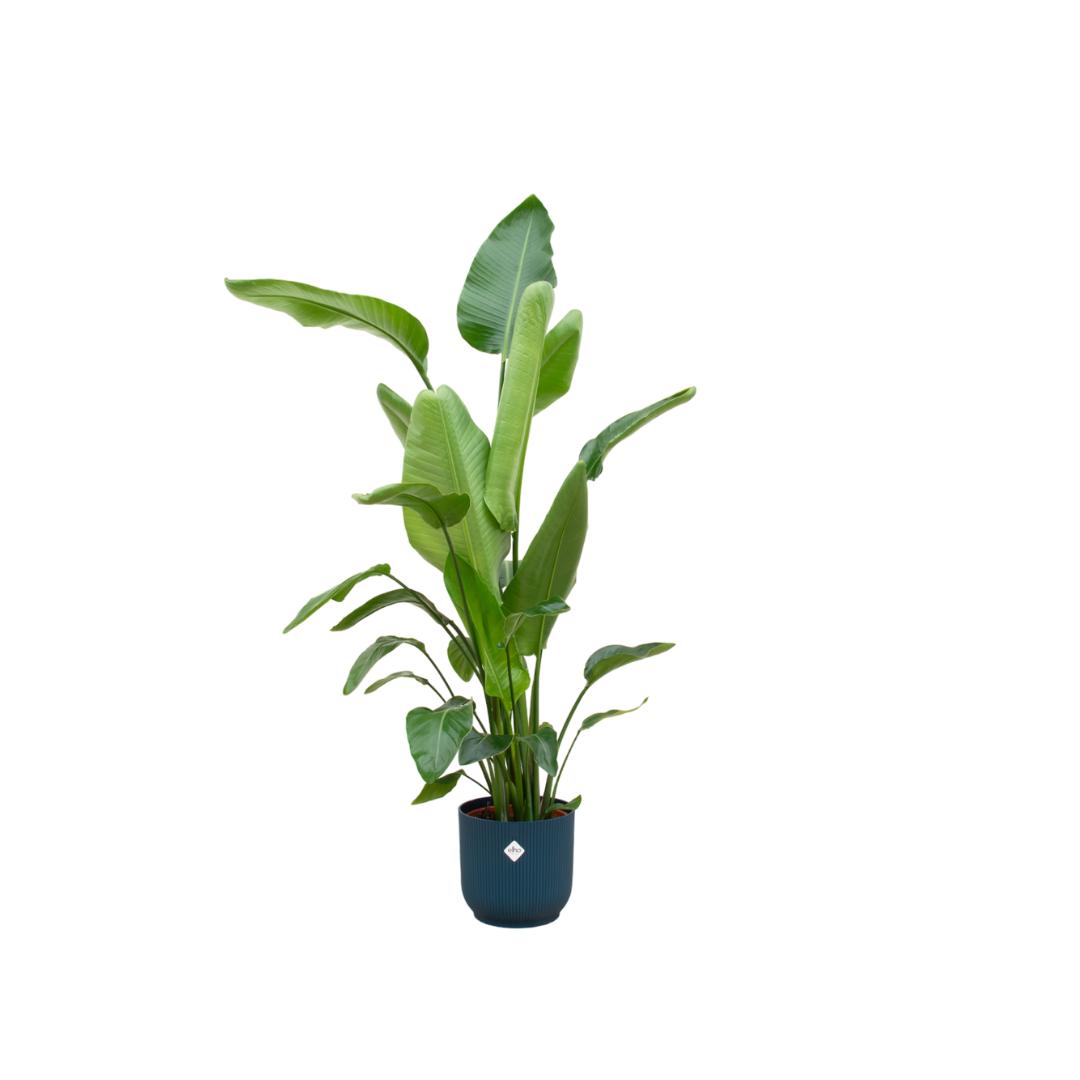Combideal - Strelitzia Nicolai inclusief elho Vibes Fold Round blauw Ø30 - 160 cm