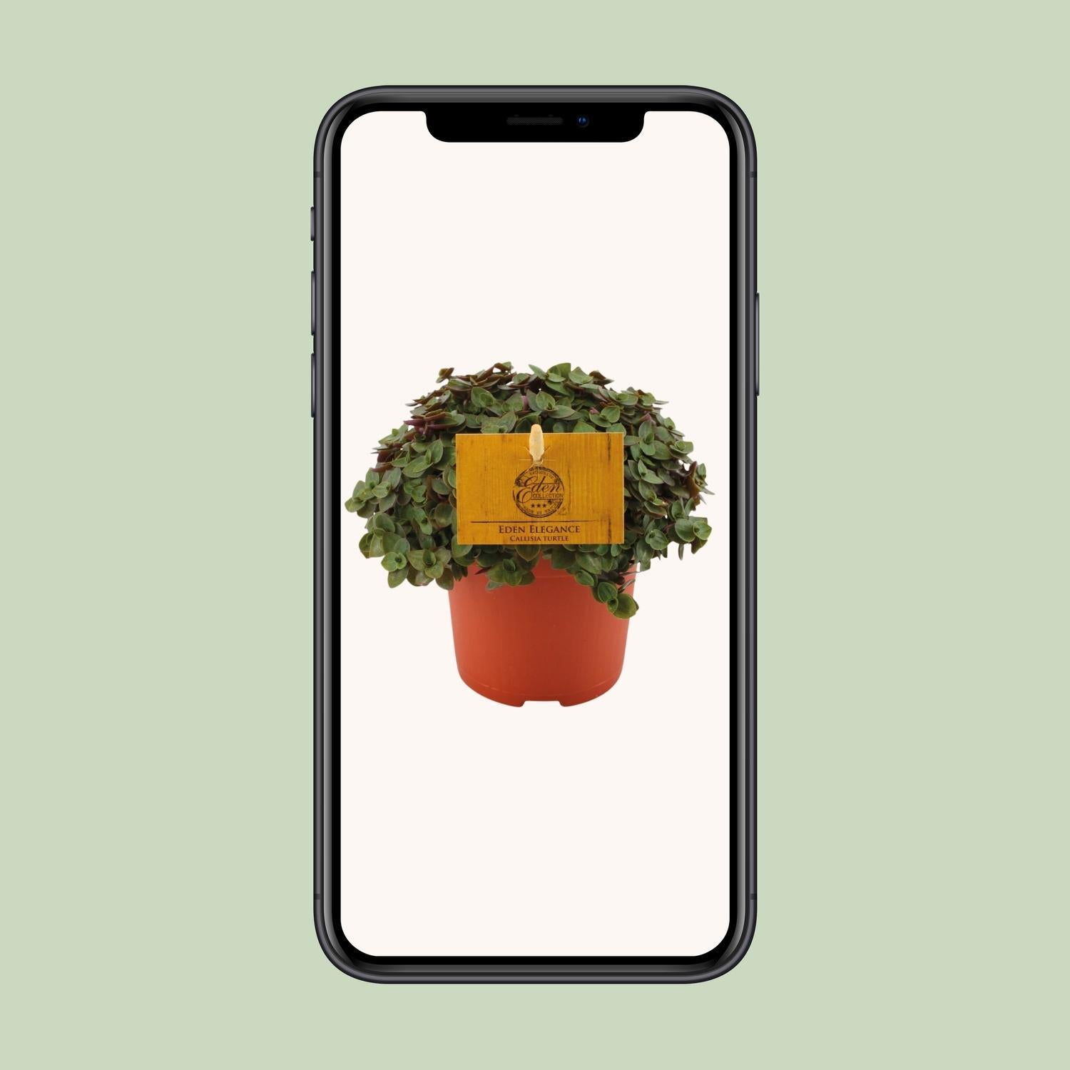 Callisia Schildpad - Ø10,5 ↕15