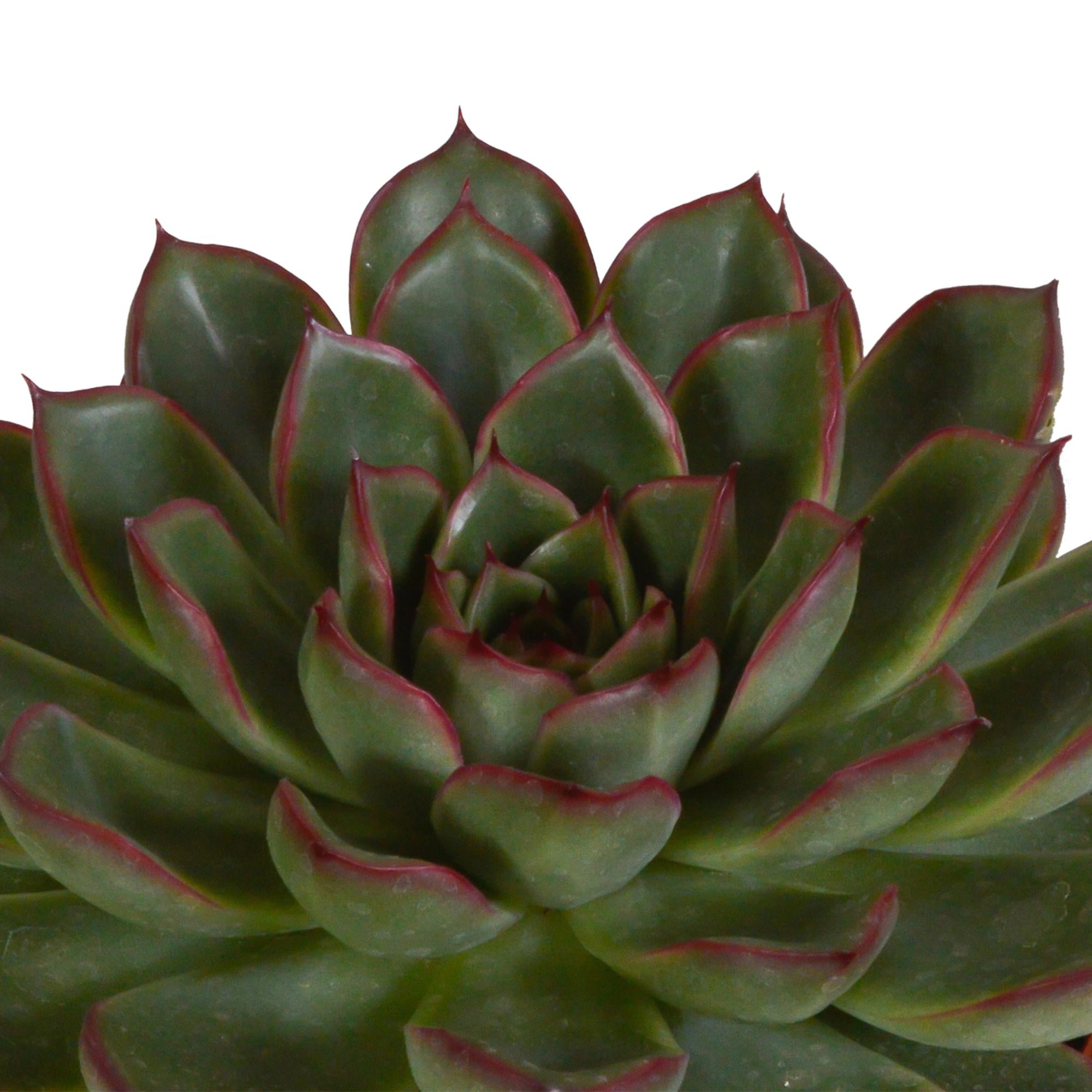 Echeveria mix 10,5 cm - 3x - in witte pot