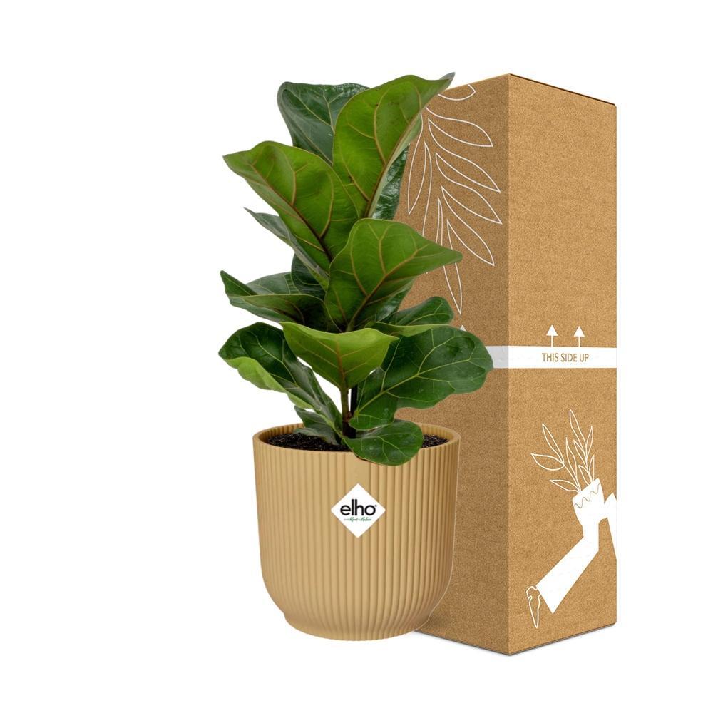 Ficus Lyrata 'Bambino' in ELHO Vibes Fold 14cm geel