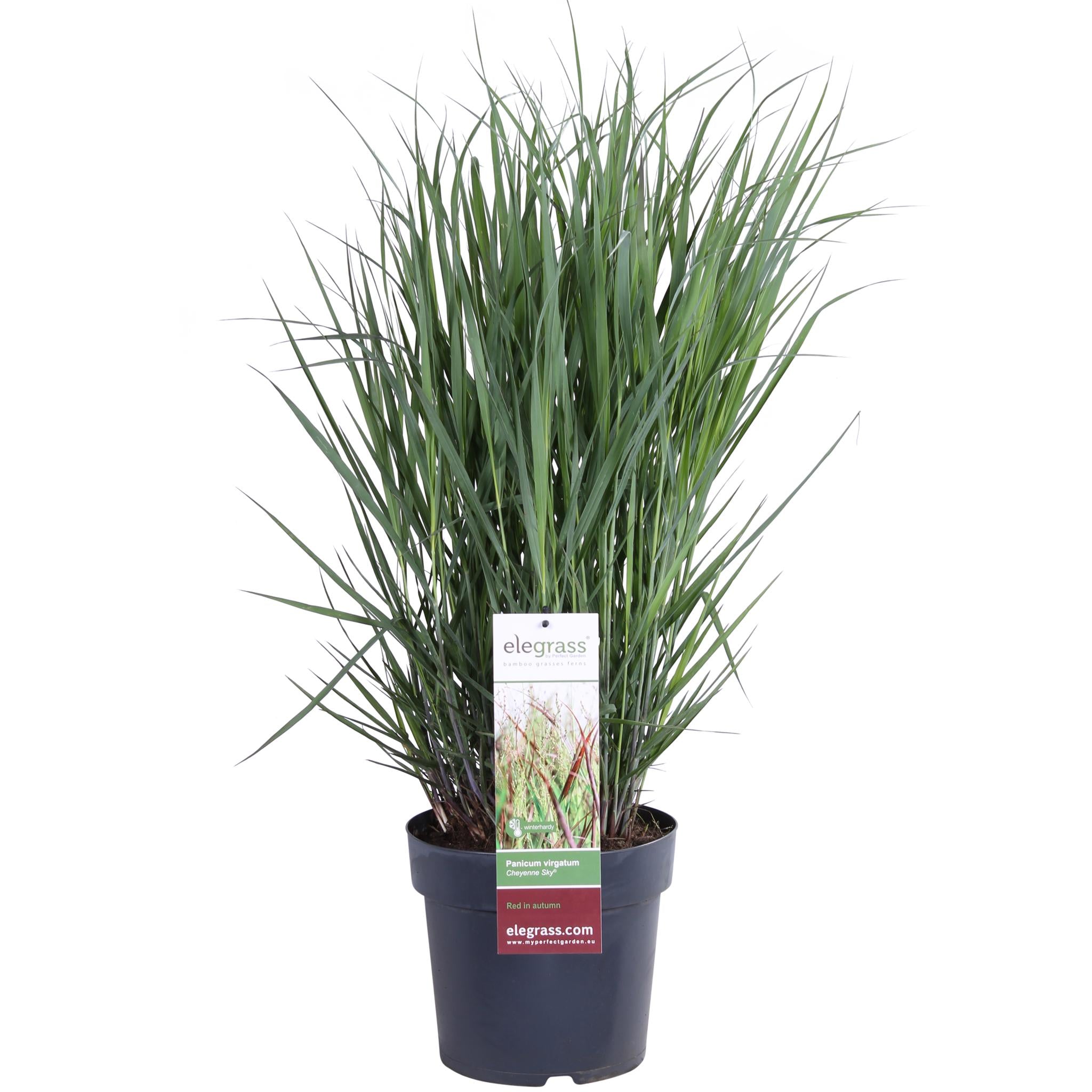 Panicum virgatum Cheyenne Sky - Ø23 -?60cm