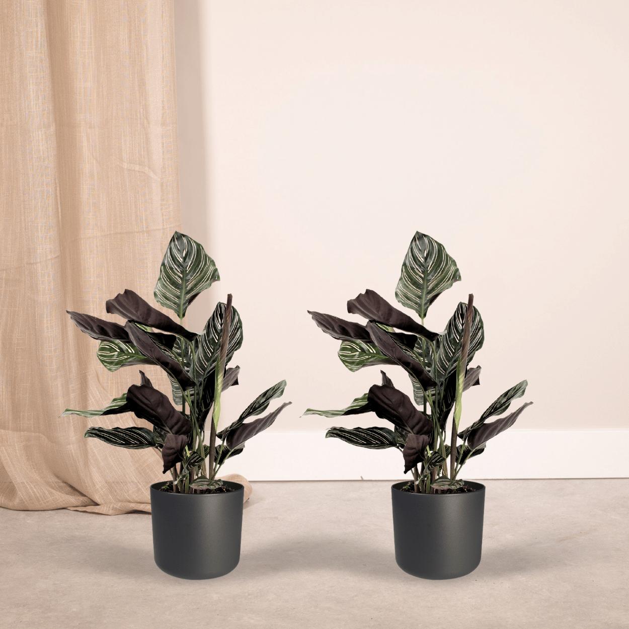 2x Calathea Ornata - Pauwenpflanze - 50cm - ø14