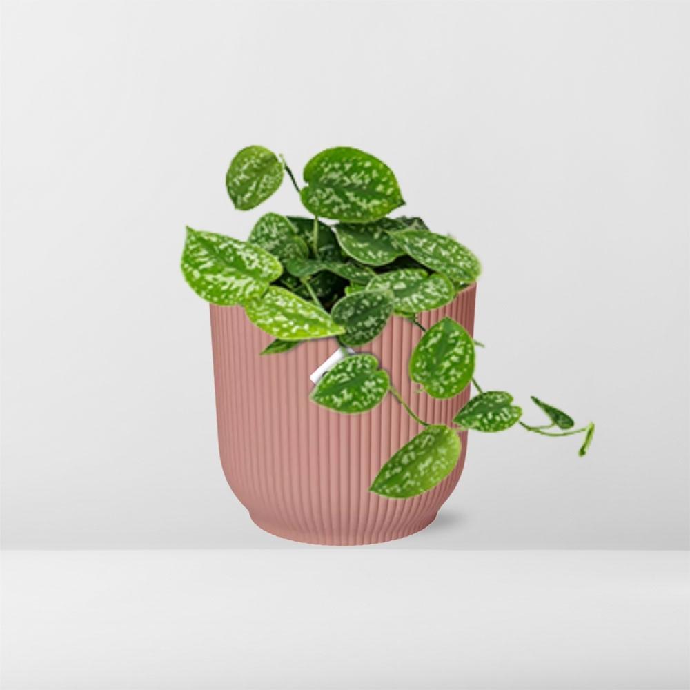 Scindapsus Pictus 'Argyraeus' in ELHO Vibes Fold 14cm roze