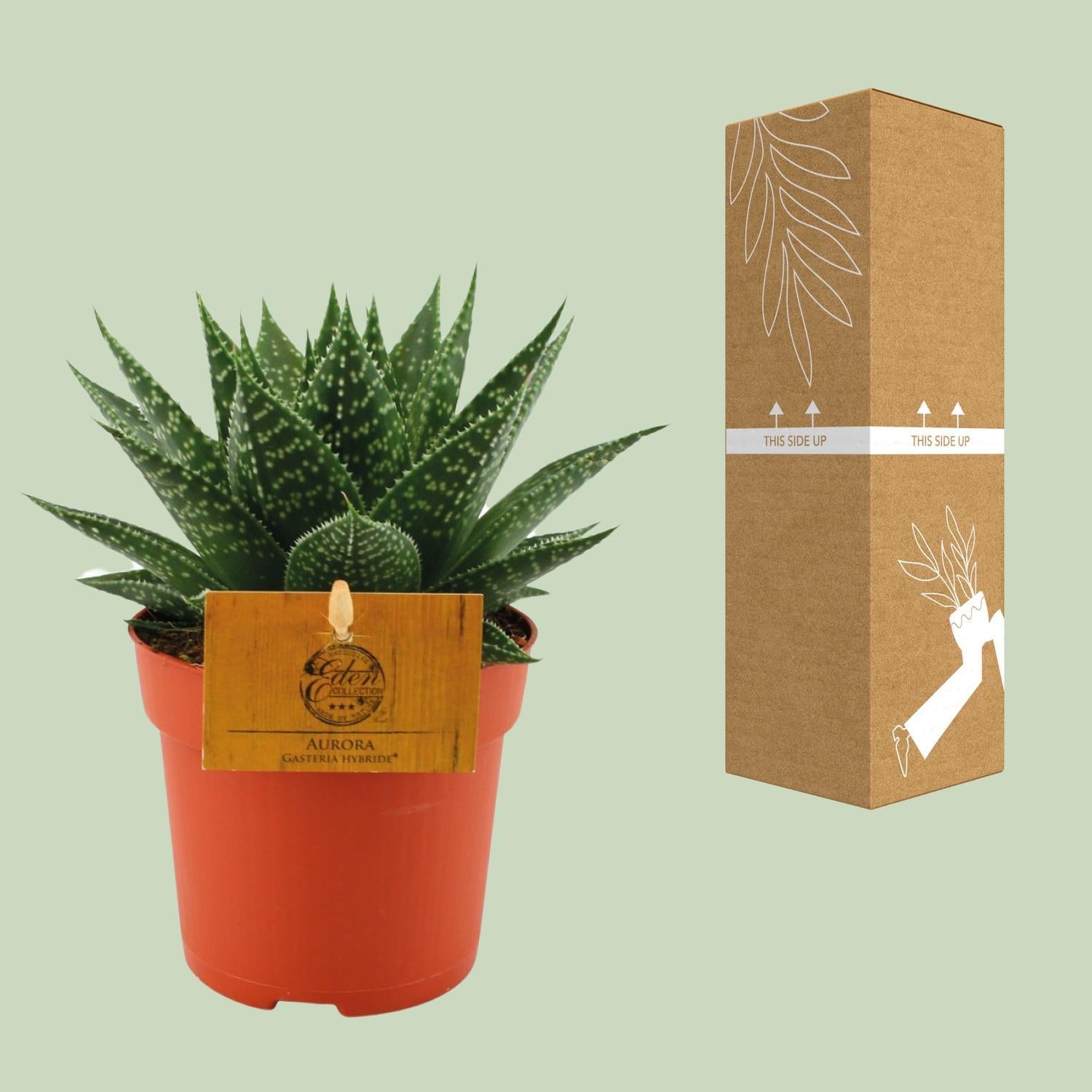 Gasteria Hybride Aurora - Ø11cm - ↕15cm