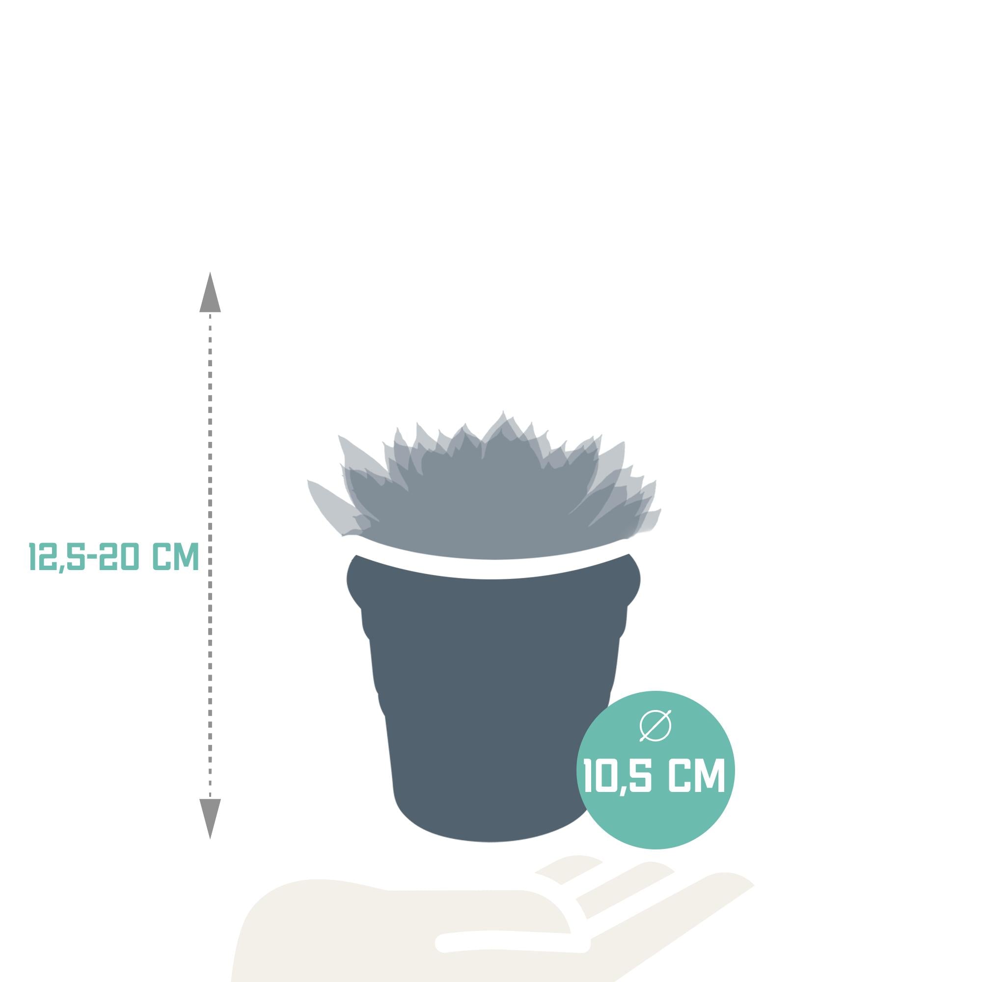 Echeveria mix 10,5 cm - 3x - in terracotta pot