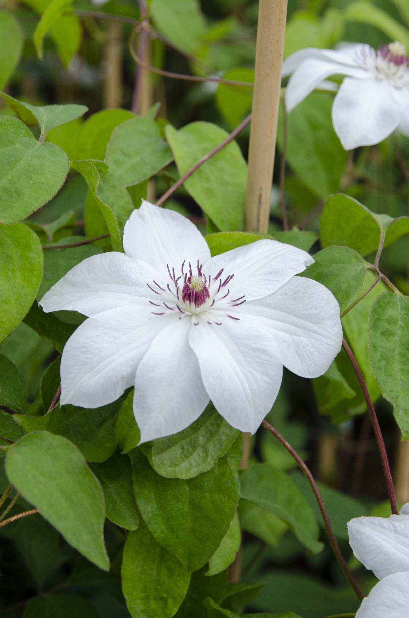 Clematis Miss Bateman - Clematis Wit