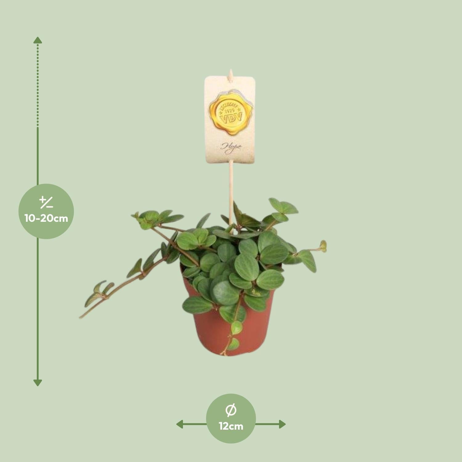 Peperomia Hoop - Ø12cm - ↕15cm