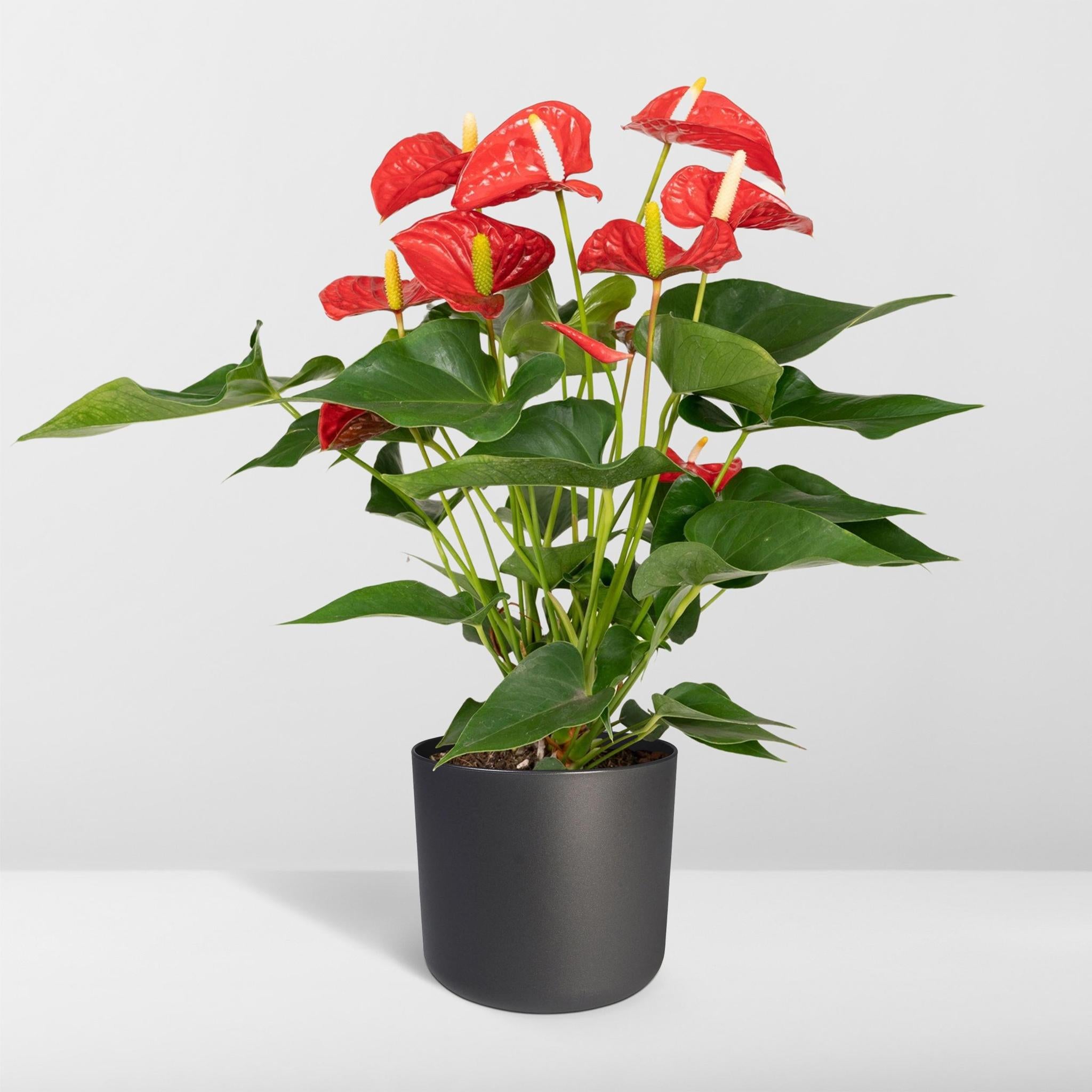 Anthurium Nevada - Ø17 - ?55cm