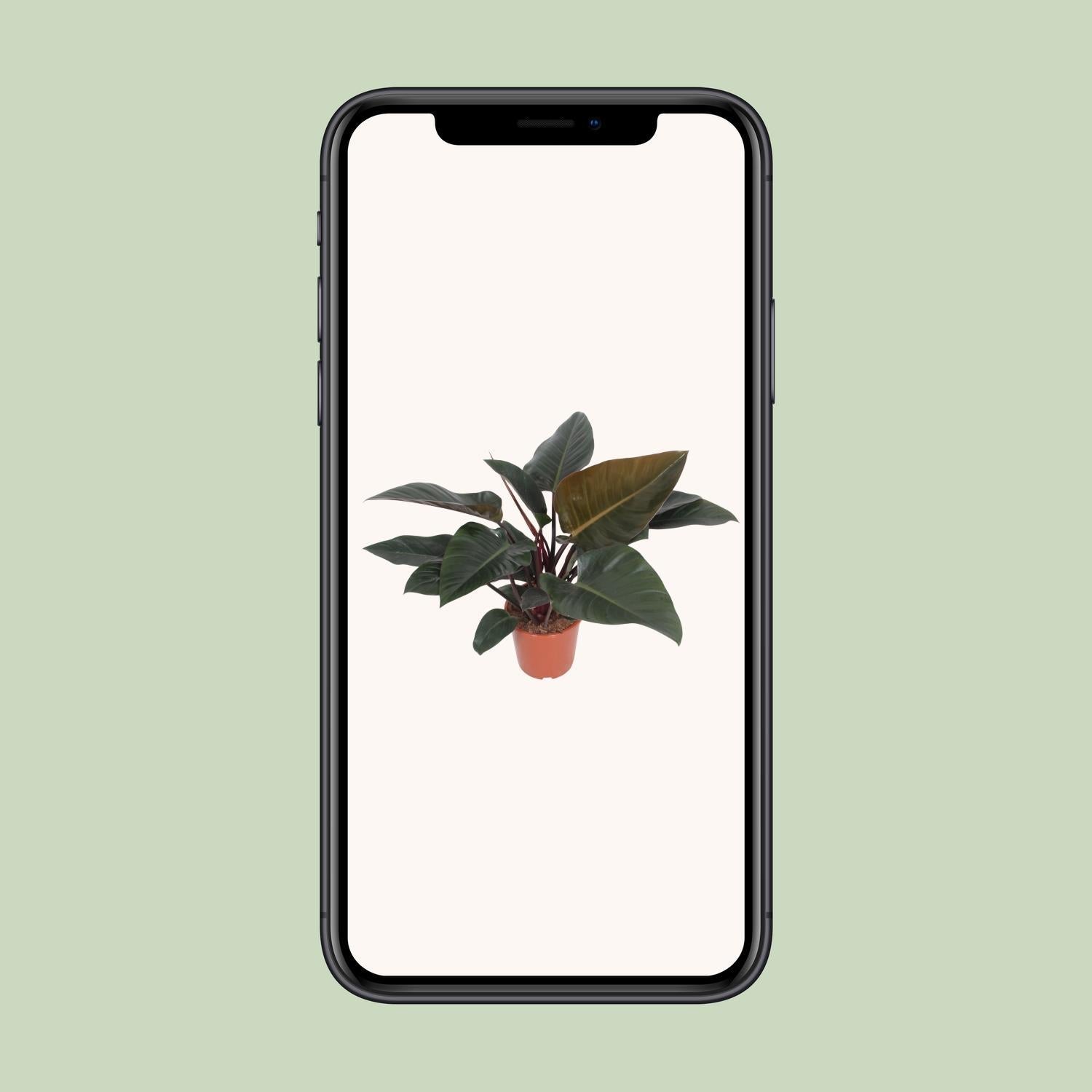 Philodendron Congo Rood - Ø27cm - ↕80cm