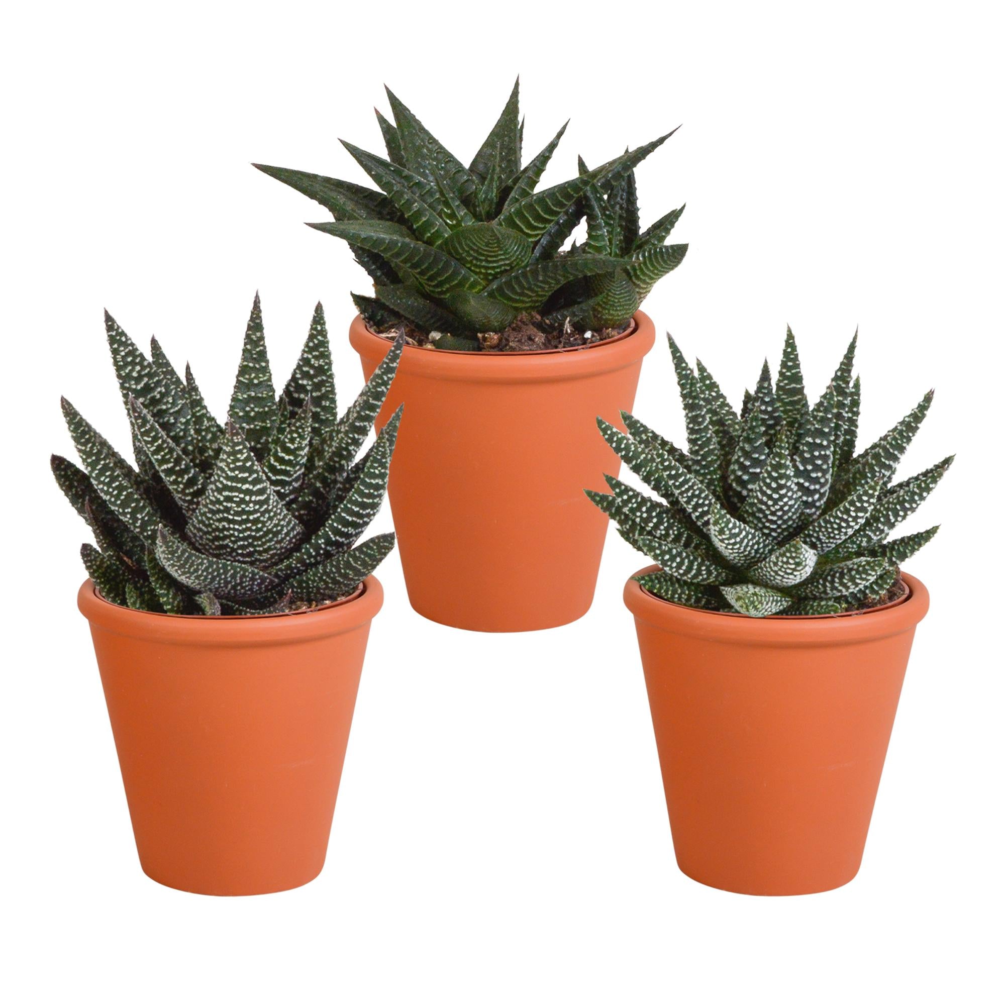 Gasteria/Haworthia mix 8,5cm - 3x - in terracotta pot