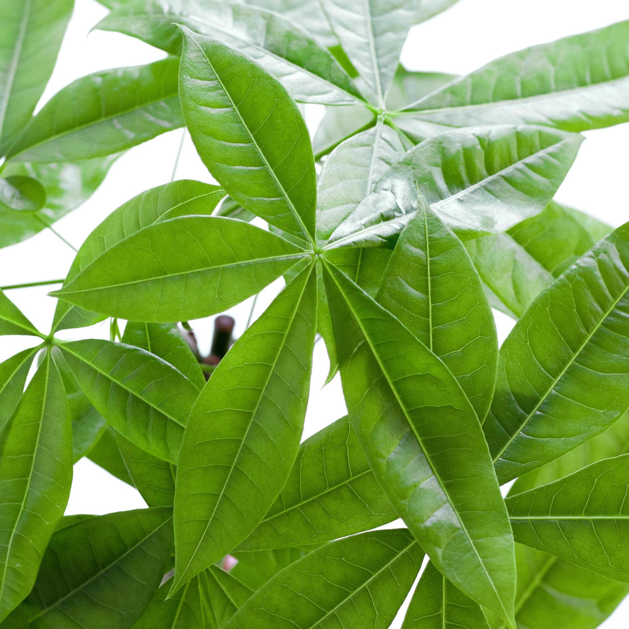 Pachira Aquatica mit Mand Lissabon schwarz - 80cm - Ø21