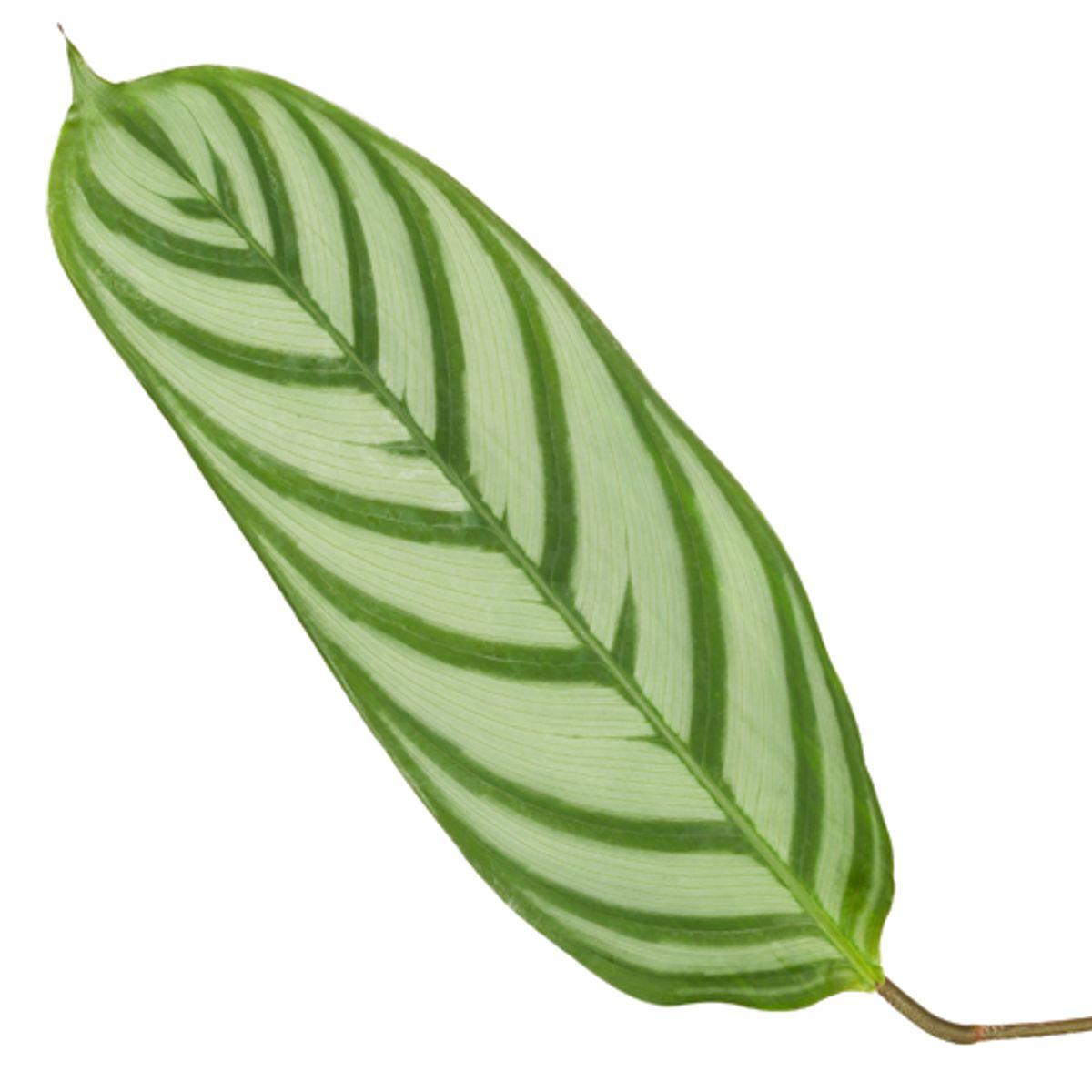 Calathea Compactster - 80 cm - Ø19cm