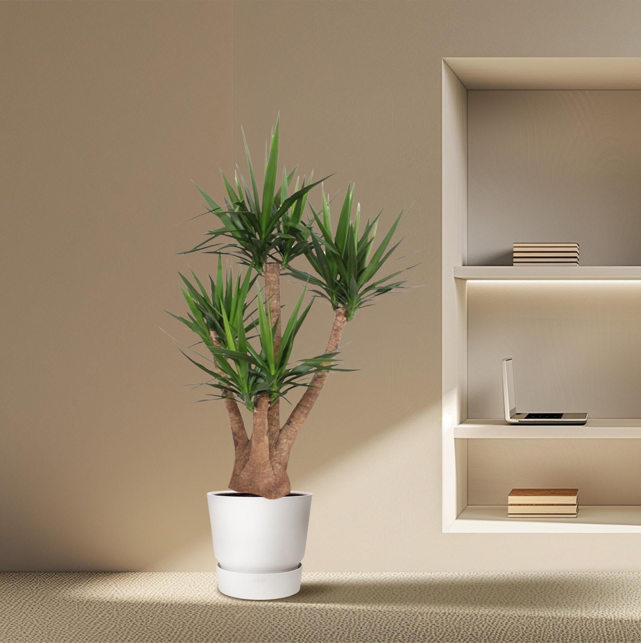 Yucca Elephantipes verticaal - 170 cm - ø45