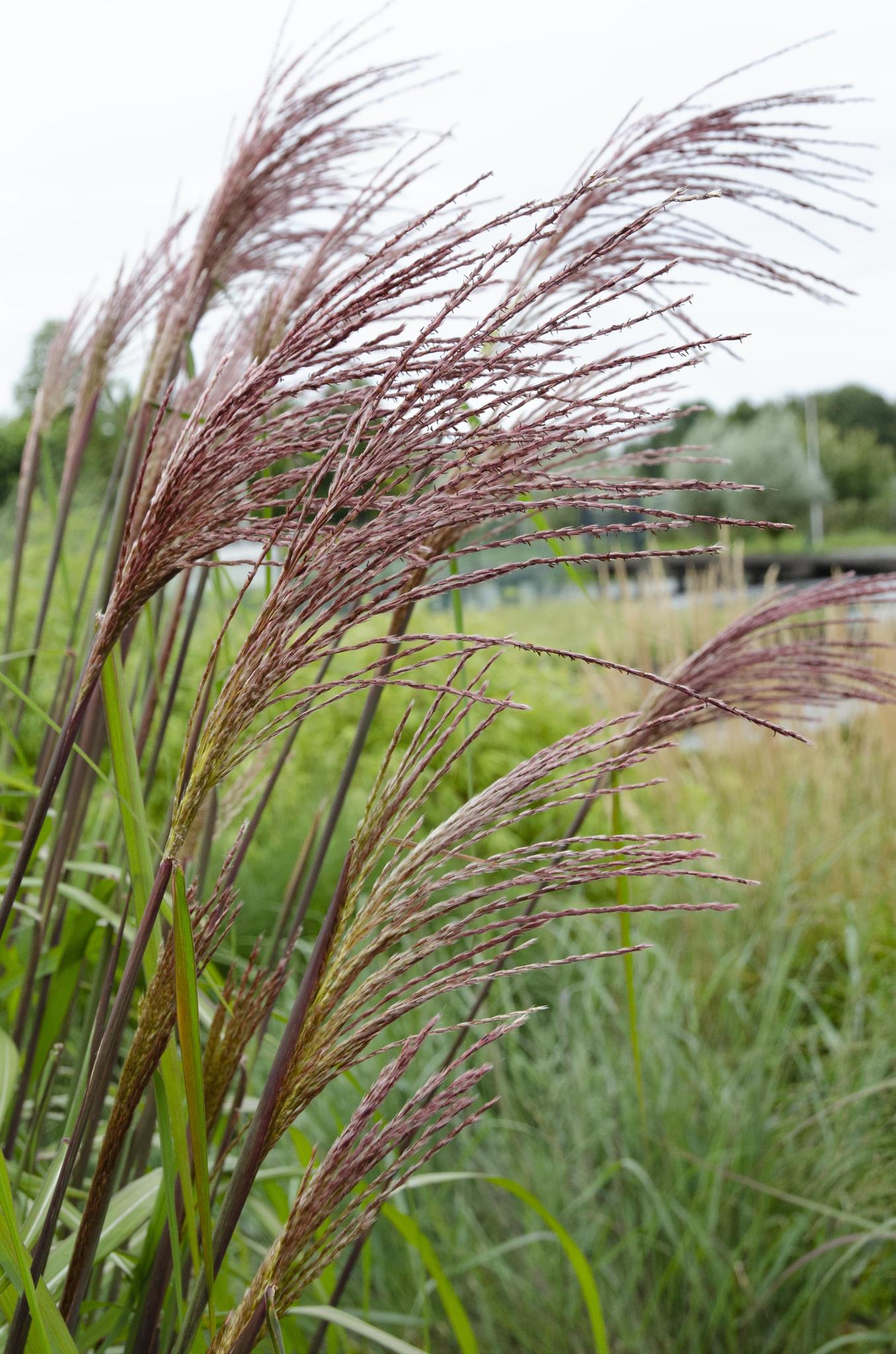 Miscanthus sinensis Ferner Osten - Ø23 -?60cm