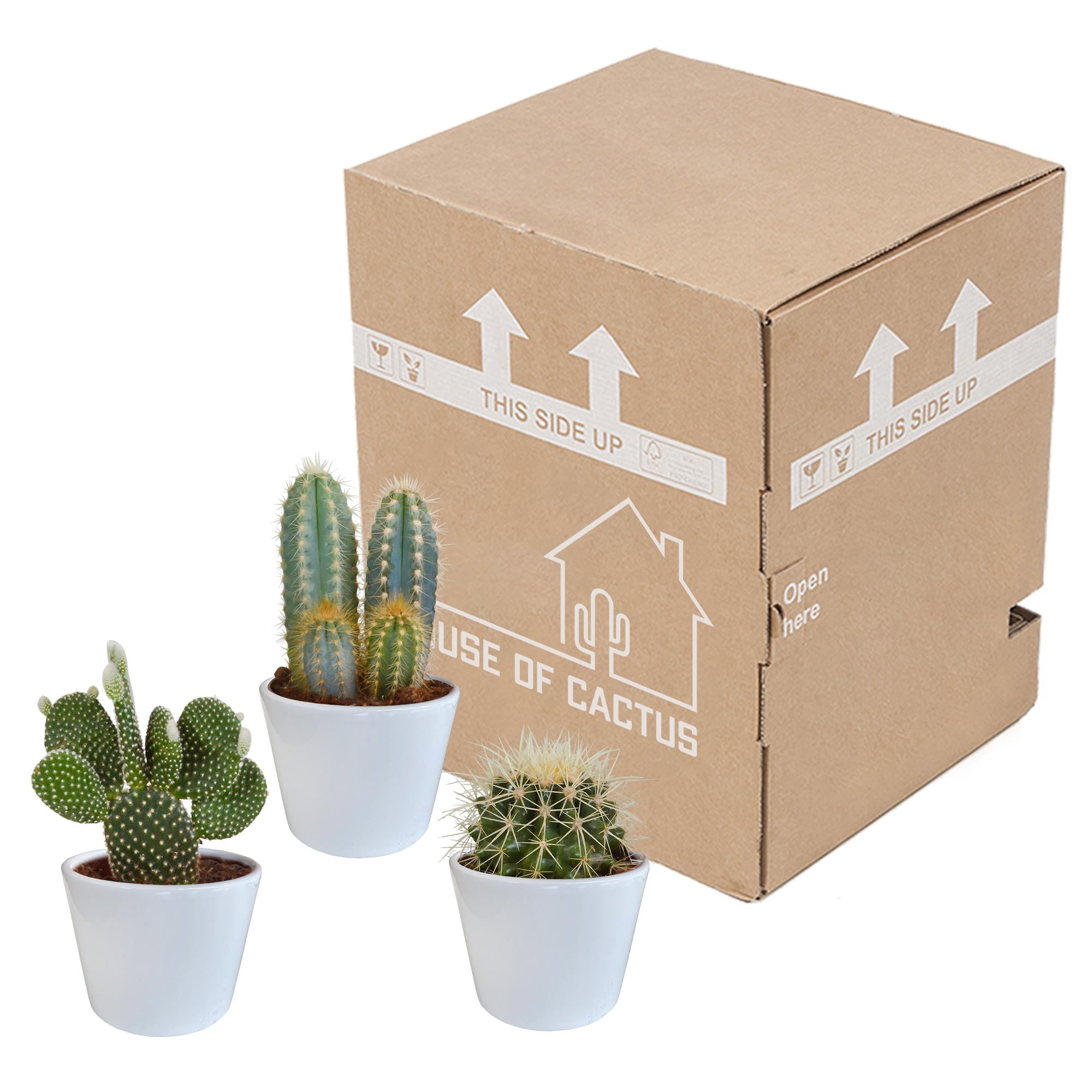 Cactusmix 10,5 cm - 3x - in witte pot