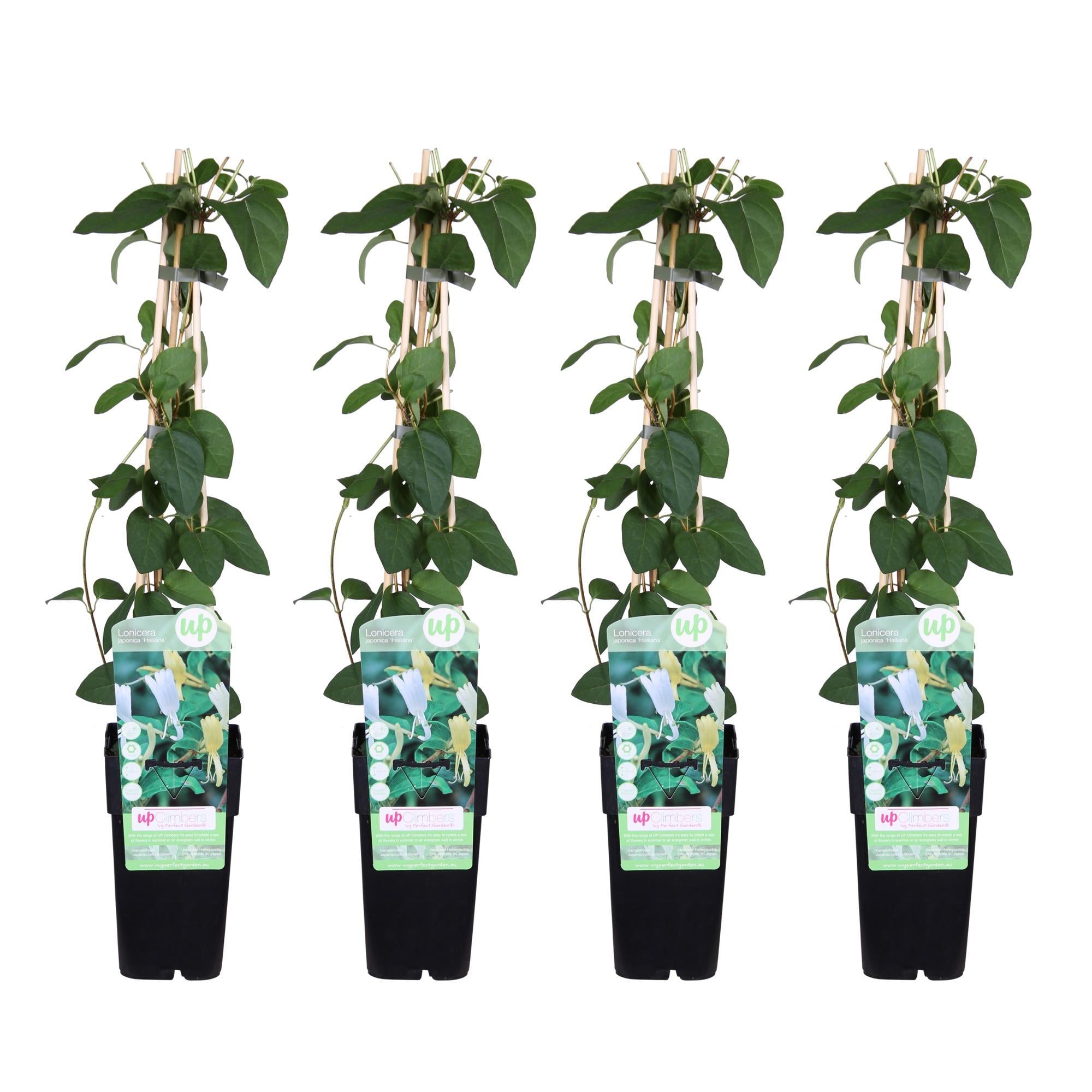 4x - Lonicera japonica 'Halliana' - ?65cm - Ø15