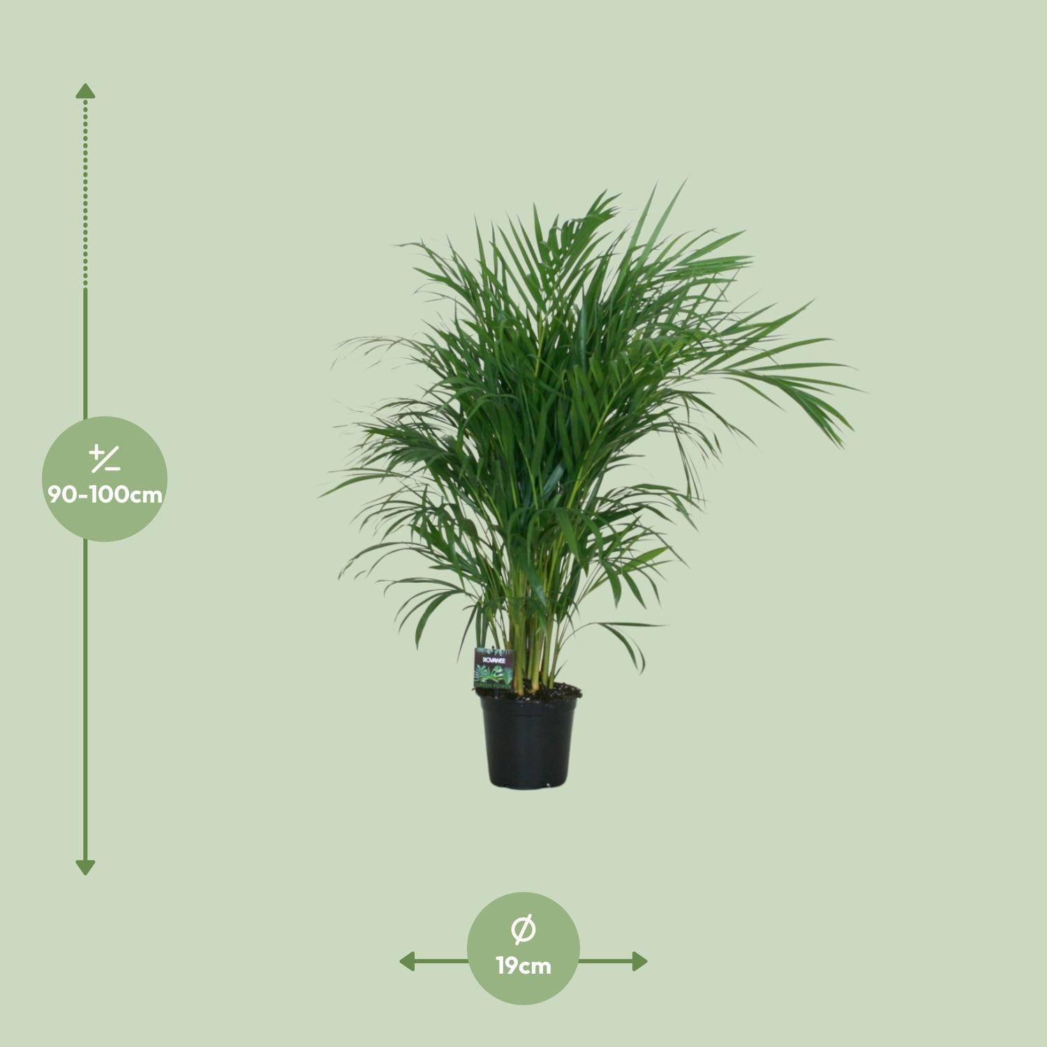 Dypsis Lutescens 120 - Ø19cm - ↕100cm