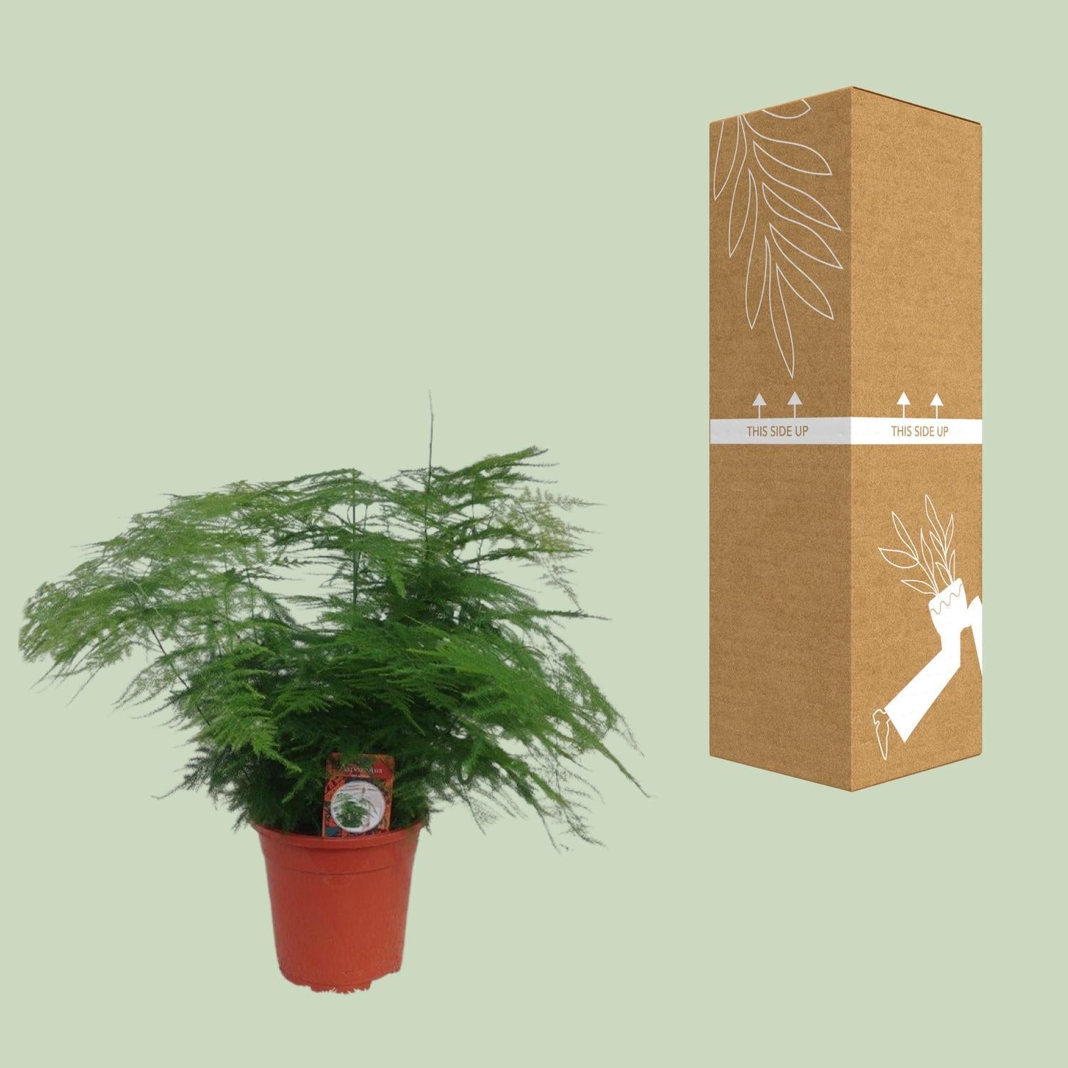 Asparagus Setaceus - Ø17cm - ↕45cm