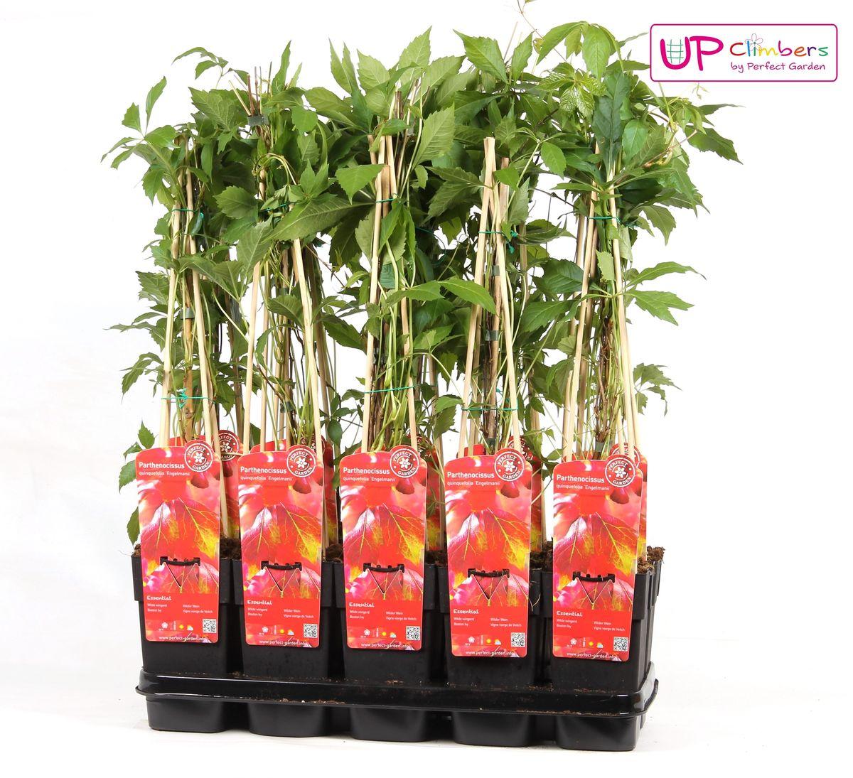 Parthenocissus q. var. 'Engelmannii' - ?65cm - Ø15