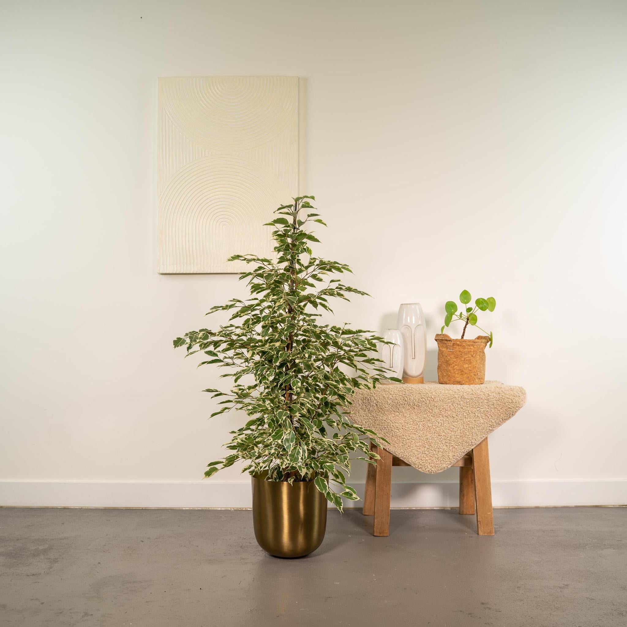 Ficus benjamina Twilight - Ø21cm - ↕95cm + Topf Mayk Gold