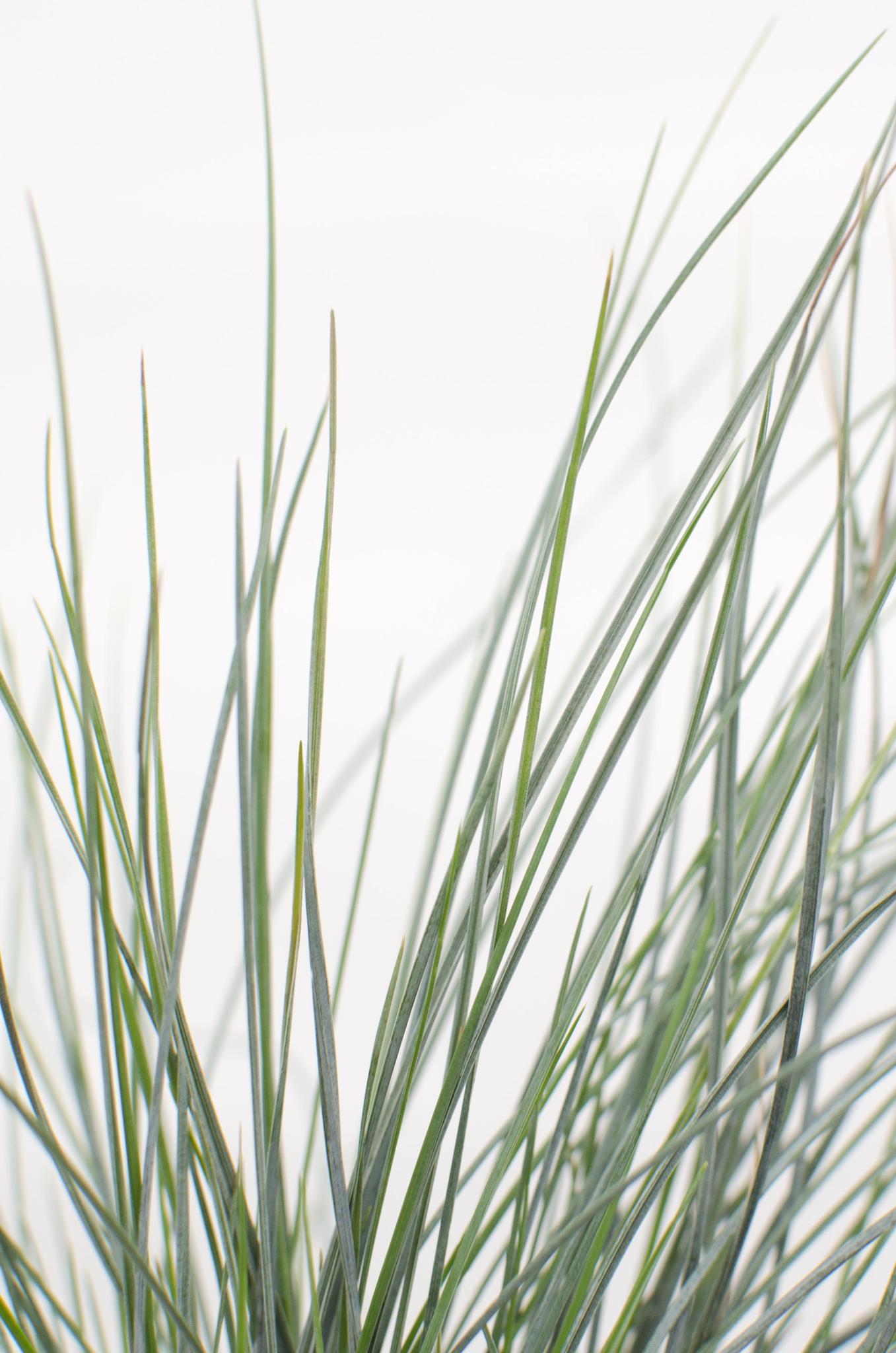 Festuca glauca Azura Blauw - Ø14 - ?30cm