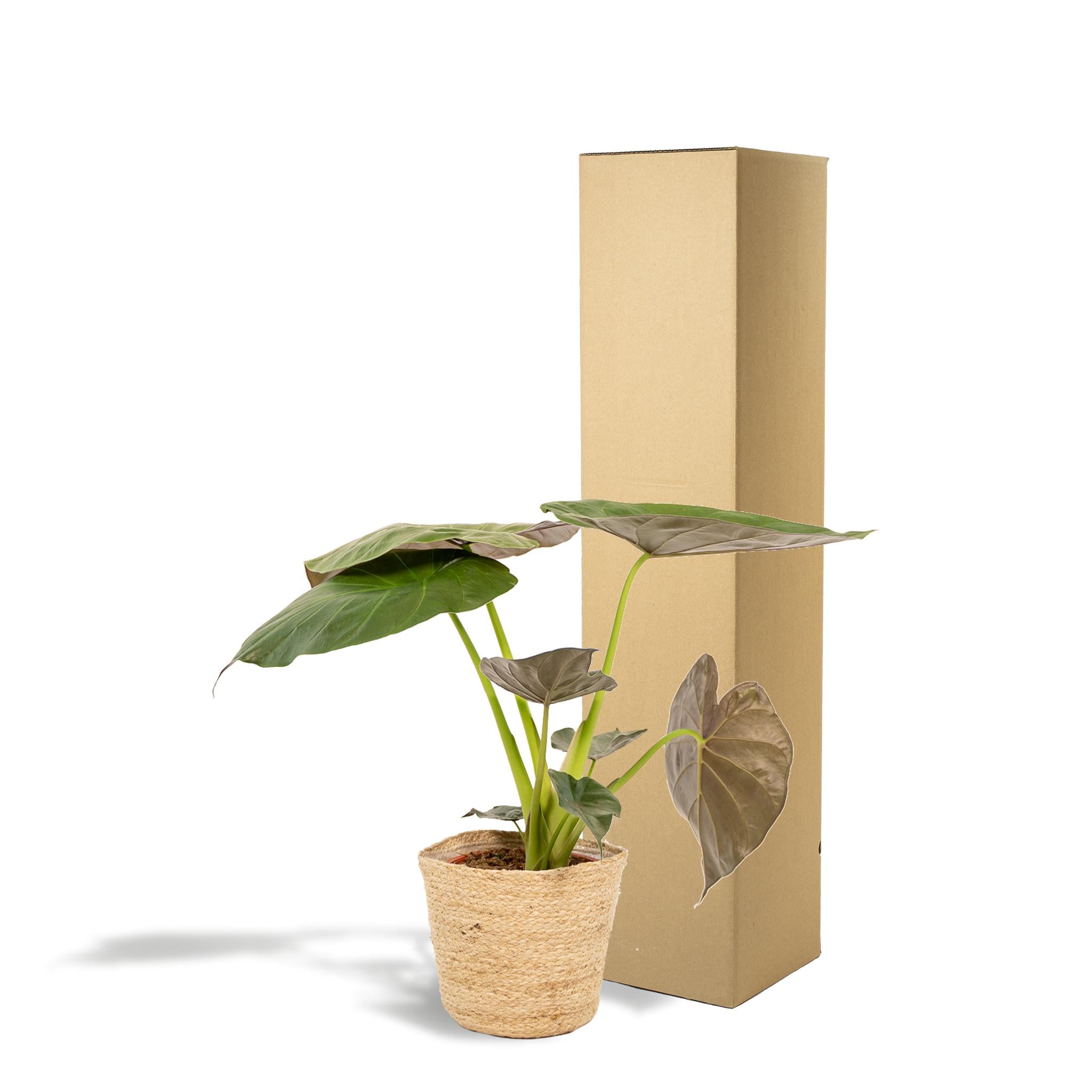 Alocasia Wentii - Ø19cm - ↕65cm + Mand Selin