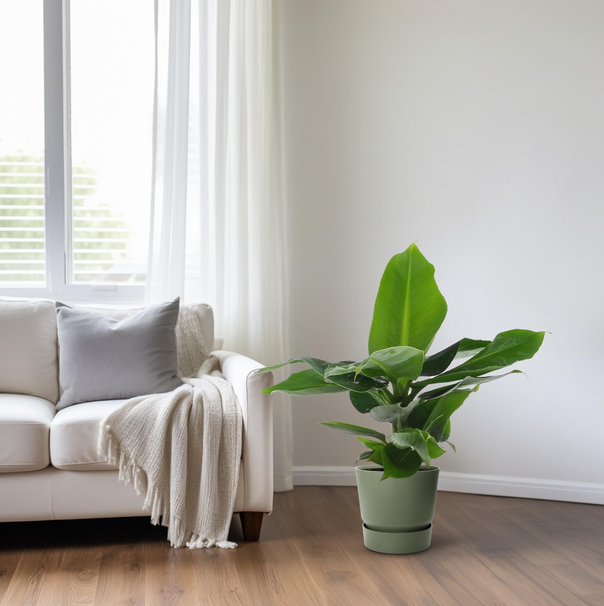 Musa Oosterse Dwerg - 25cm - ø12