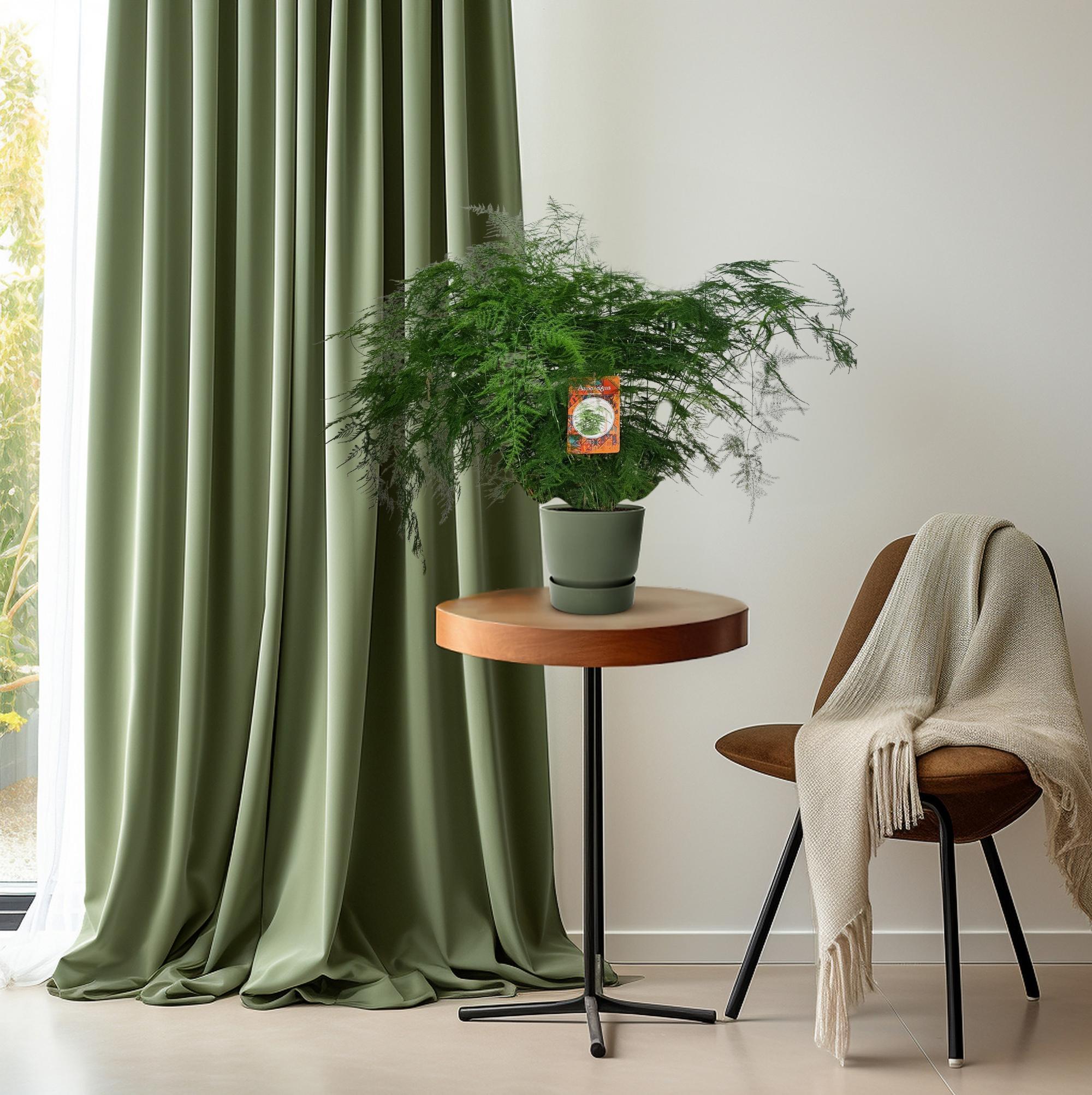 Asparagus Setaceus - Ø27cm - ↕70cm