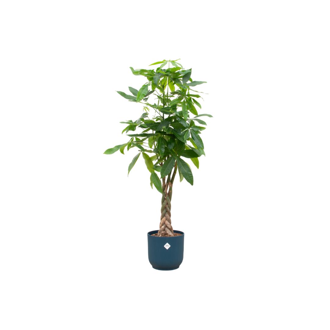 Combideal - Pachira Aquatica inclusief elho Vibes Fold Round blauw Ø30 - 160 cm