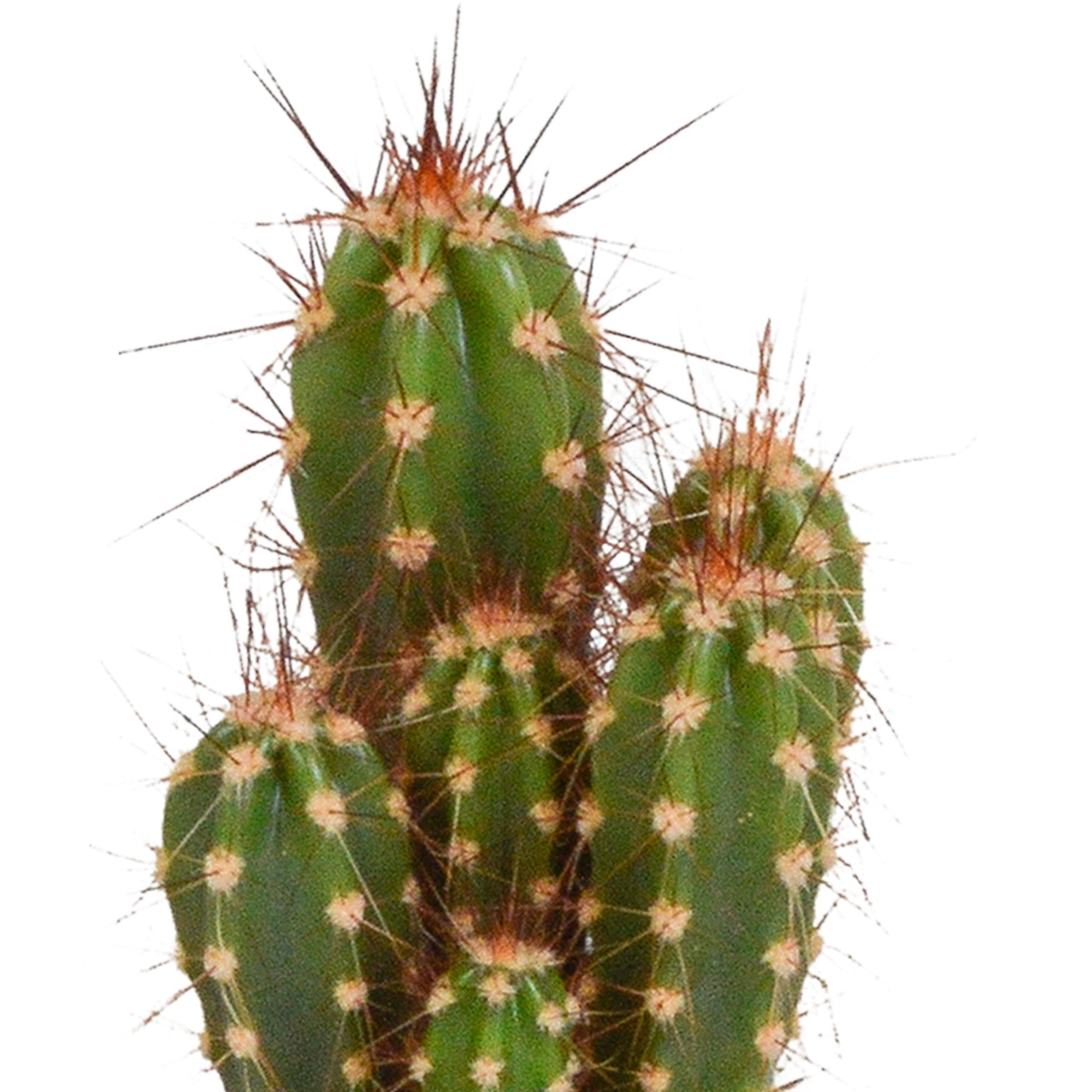 Cactusmix 5,5 cm - 5x - in witte pot