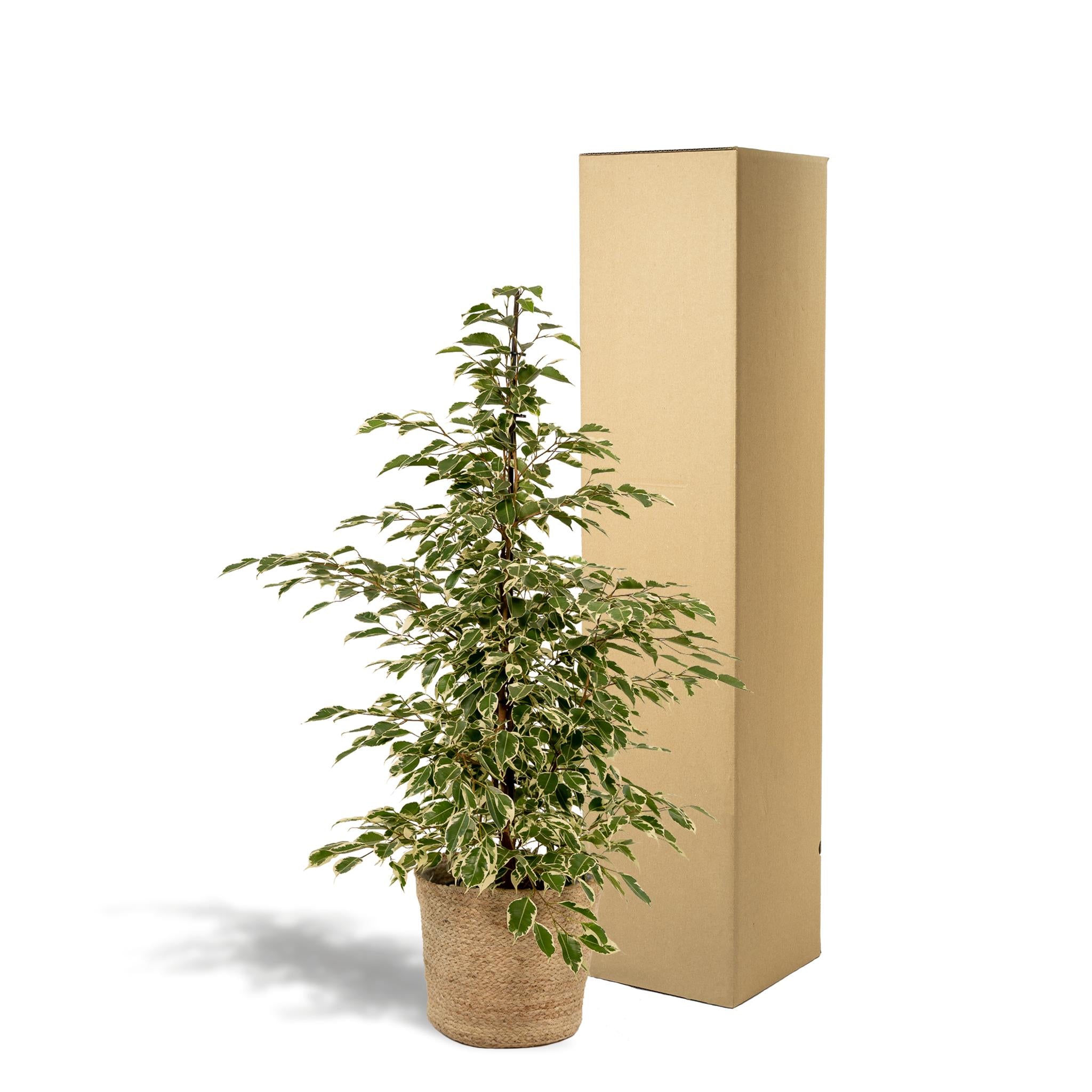 Ficus benjamina Twilight - Ø21cm - ↕95cm + Mand Selin