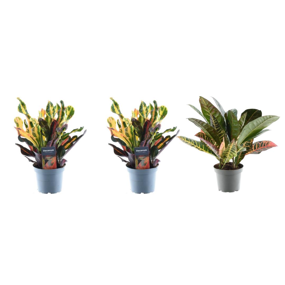 3x Croton Codiaeum-Mischung - 30 cm - ø12