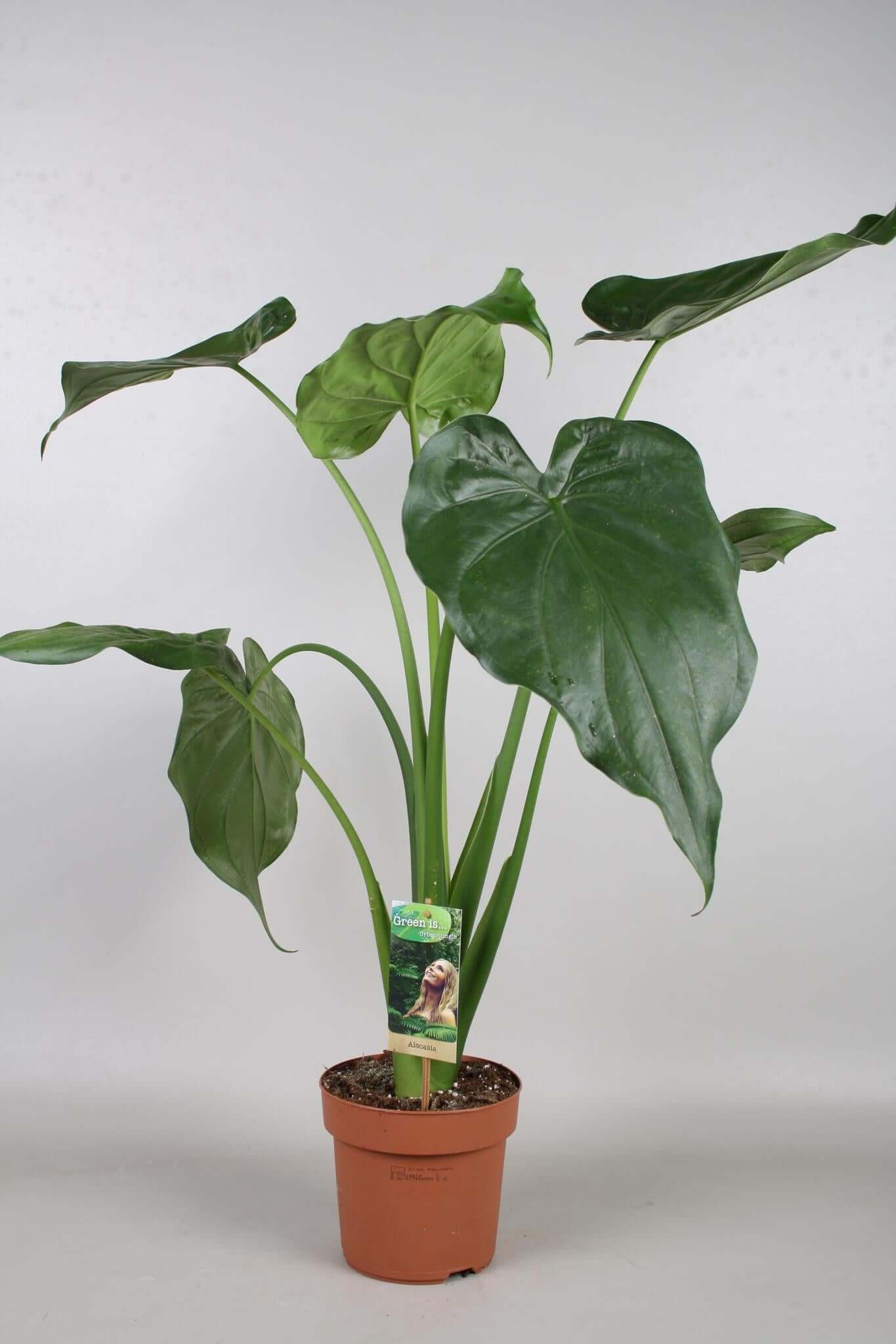 Green houseplants