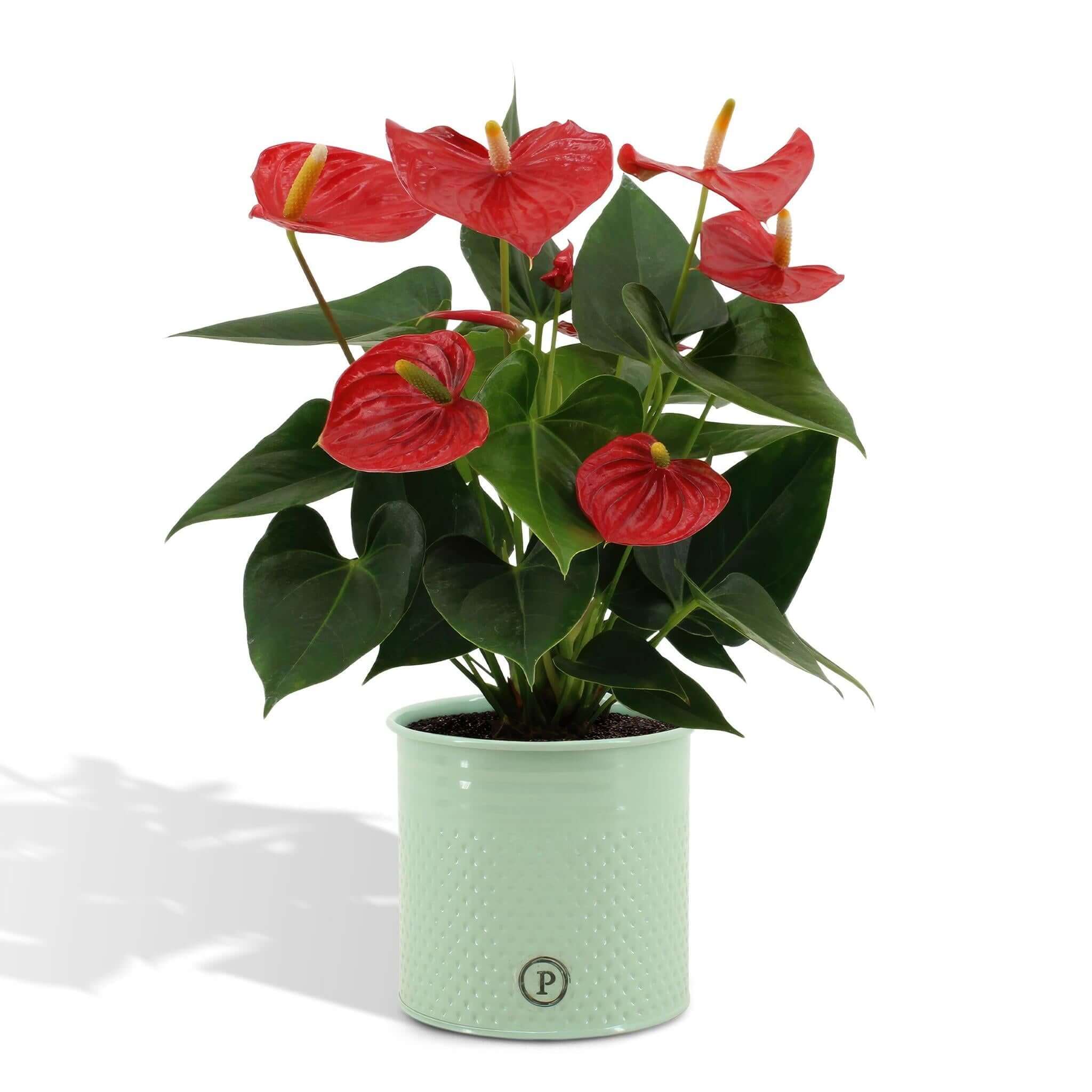 Flowering houseplants