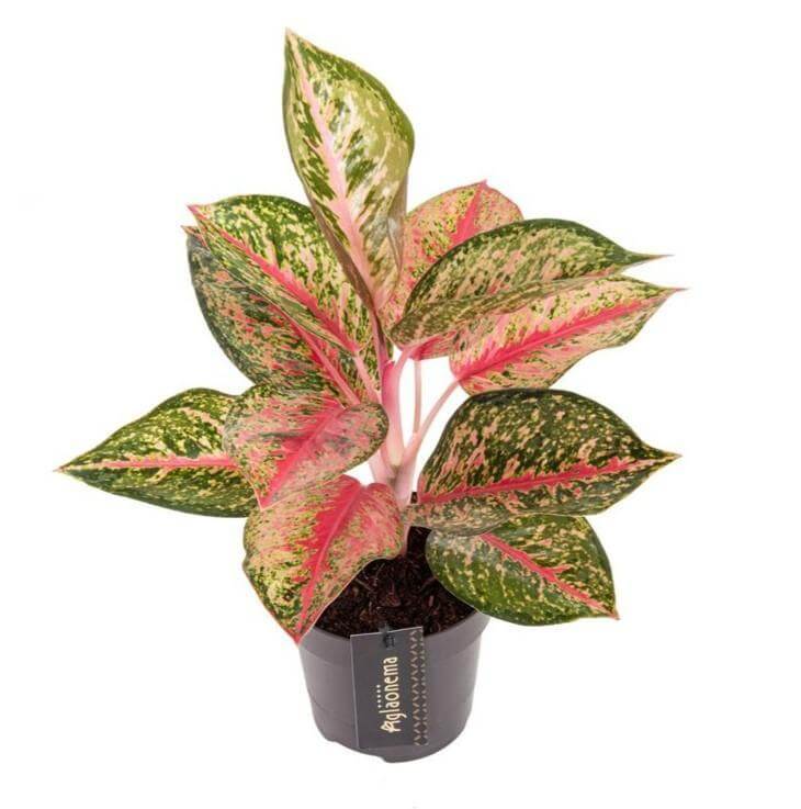 Houseplants