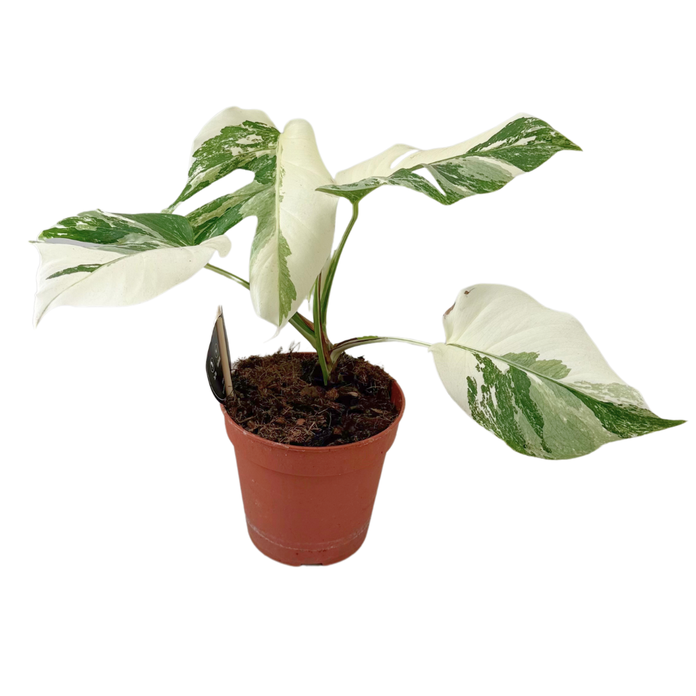 Monstera Deliciosa Variegata Super White – Ø15cm – ↕35-40cm