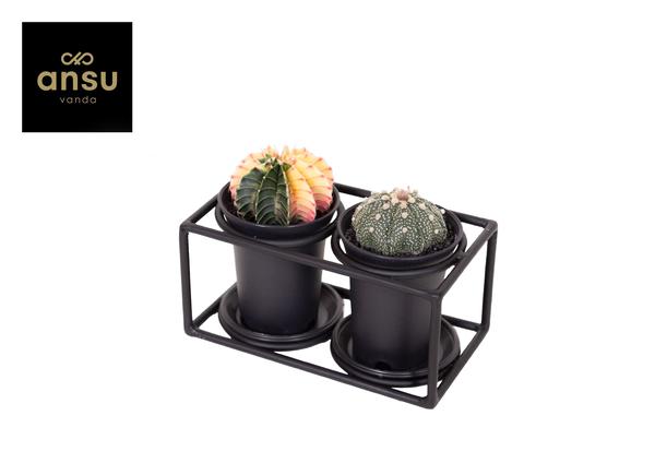 Cactus Duo in Designlijst - Ø17cm - ↕12cm