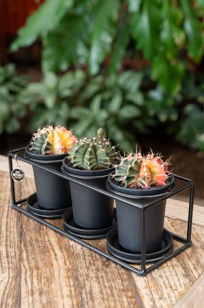 Cactus Trio in designlijst - Ø25cm - ↕12cm