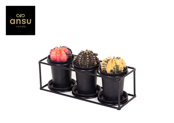 Cactus Trio in designlijst - Ø25cm - ↕12cm