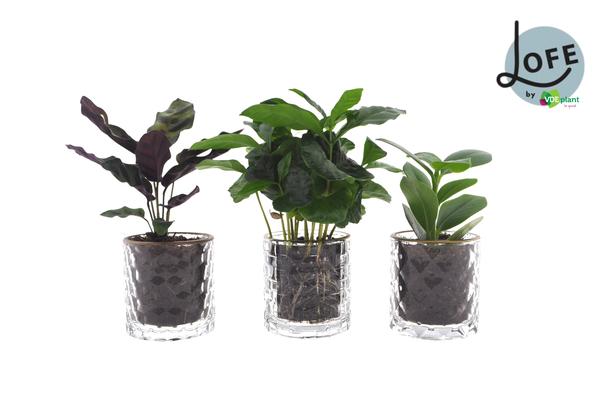 Intenz Mix in Case Goud - 3 stuks - Ø7cm - ↕25cm